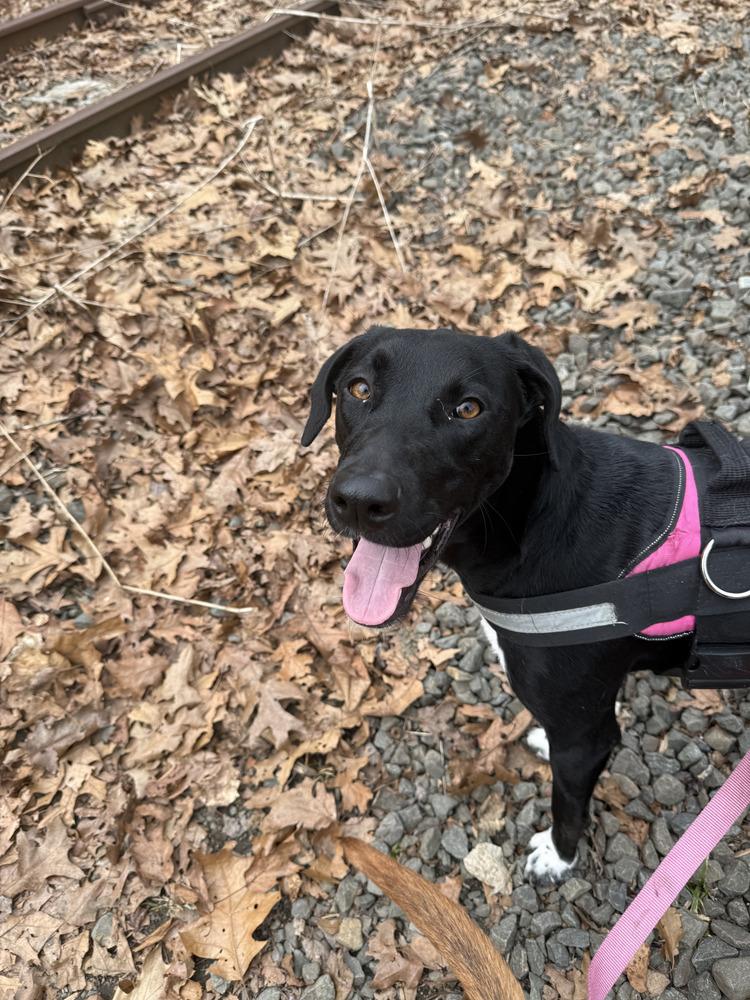 Enlarge Daisy aka Sprite, a Adoptable mixed breed in Brewster , NY image 2/3