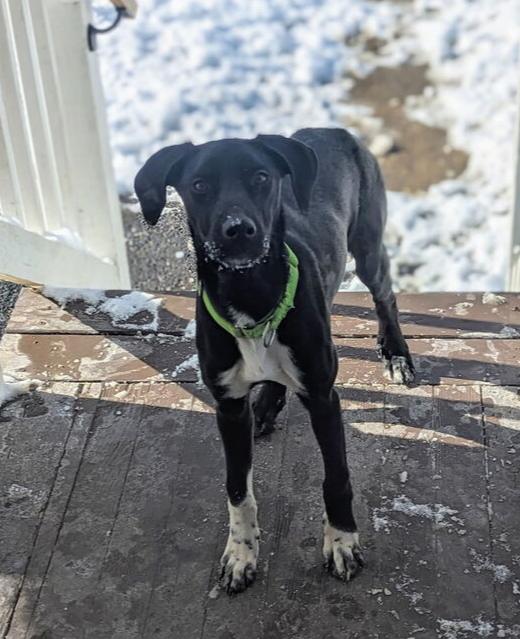 Enlarge Daisy aka Sprite, a Adoptable mixed breed in Brewster , NY image 3/3