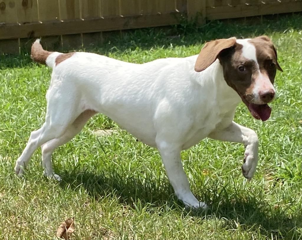Pickels, Adoptable, Senior Female Pointer.