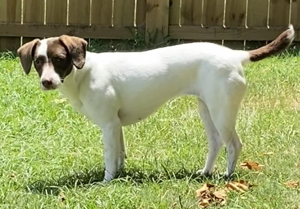 Enlarge Pickels, a Adoptable Pointer in Little Rock, AR image 2/2