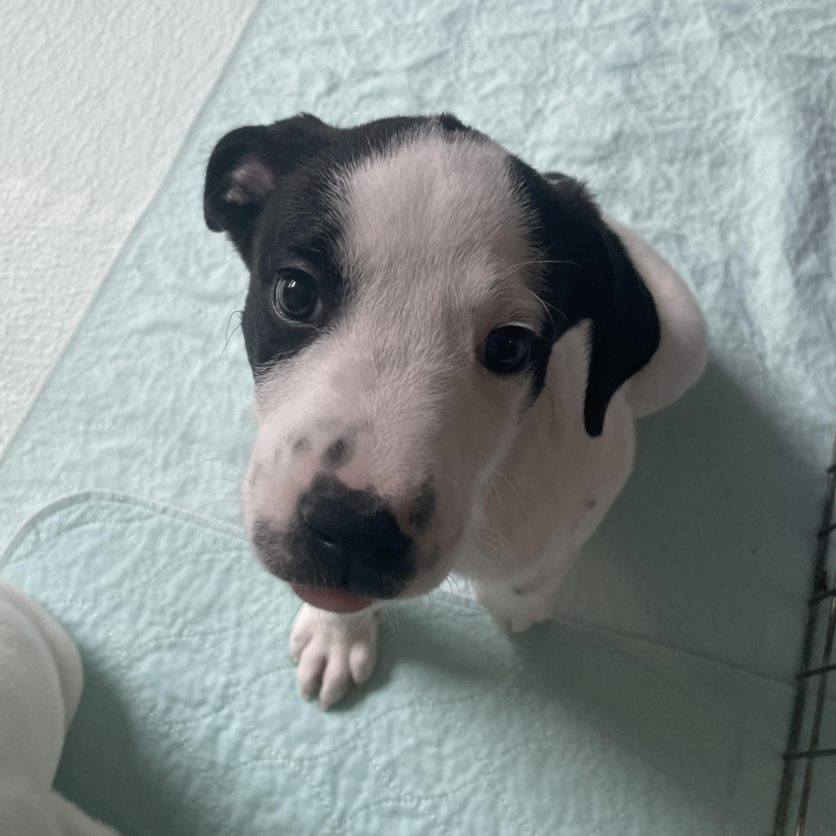 Keller, a ADOPTABLE Pit Bull Terrier in Allen, TX image 1/2