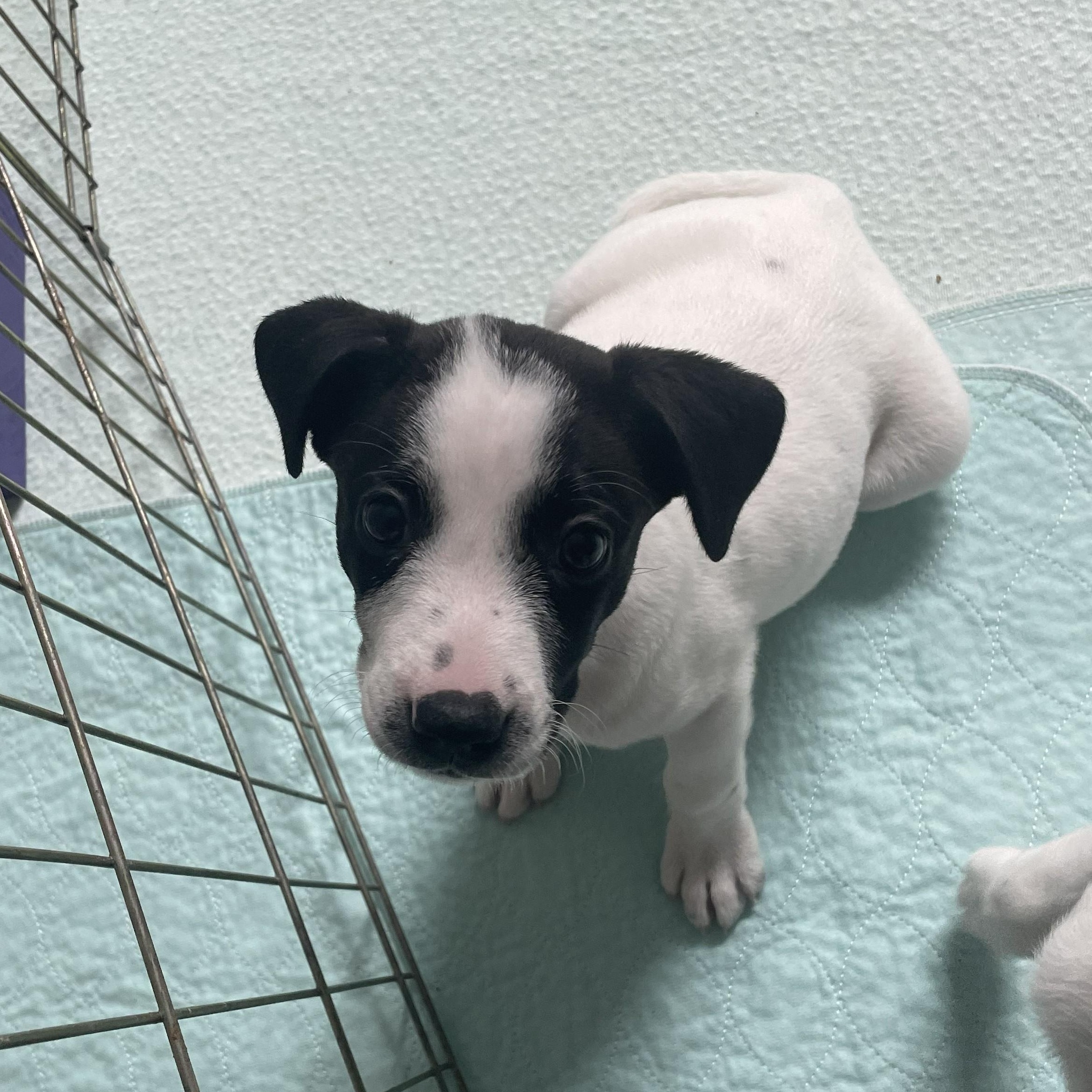Keller, a ADOPTABLE Pit Bull Terrier in Allen, TX image 2/2