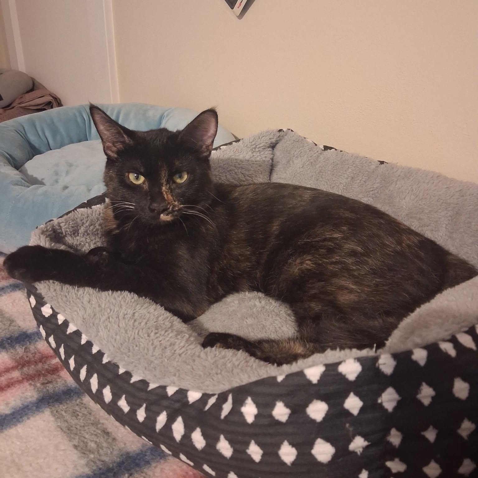 Delaware, Adoptable, Kitten Female Domestic Short Hair.