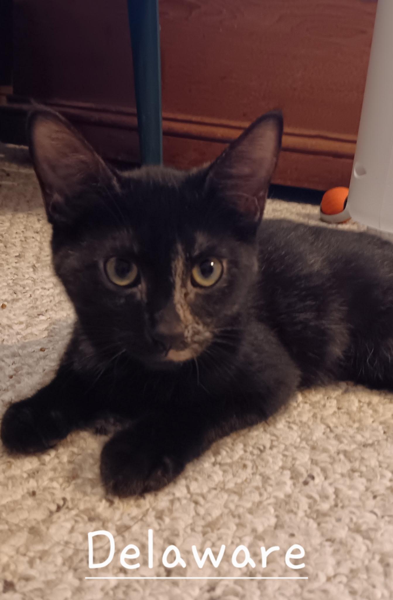 Delaware, Adoptable, Kitten Female Domestic Short Hair.