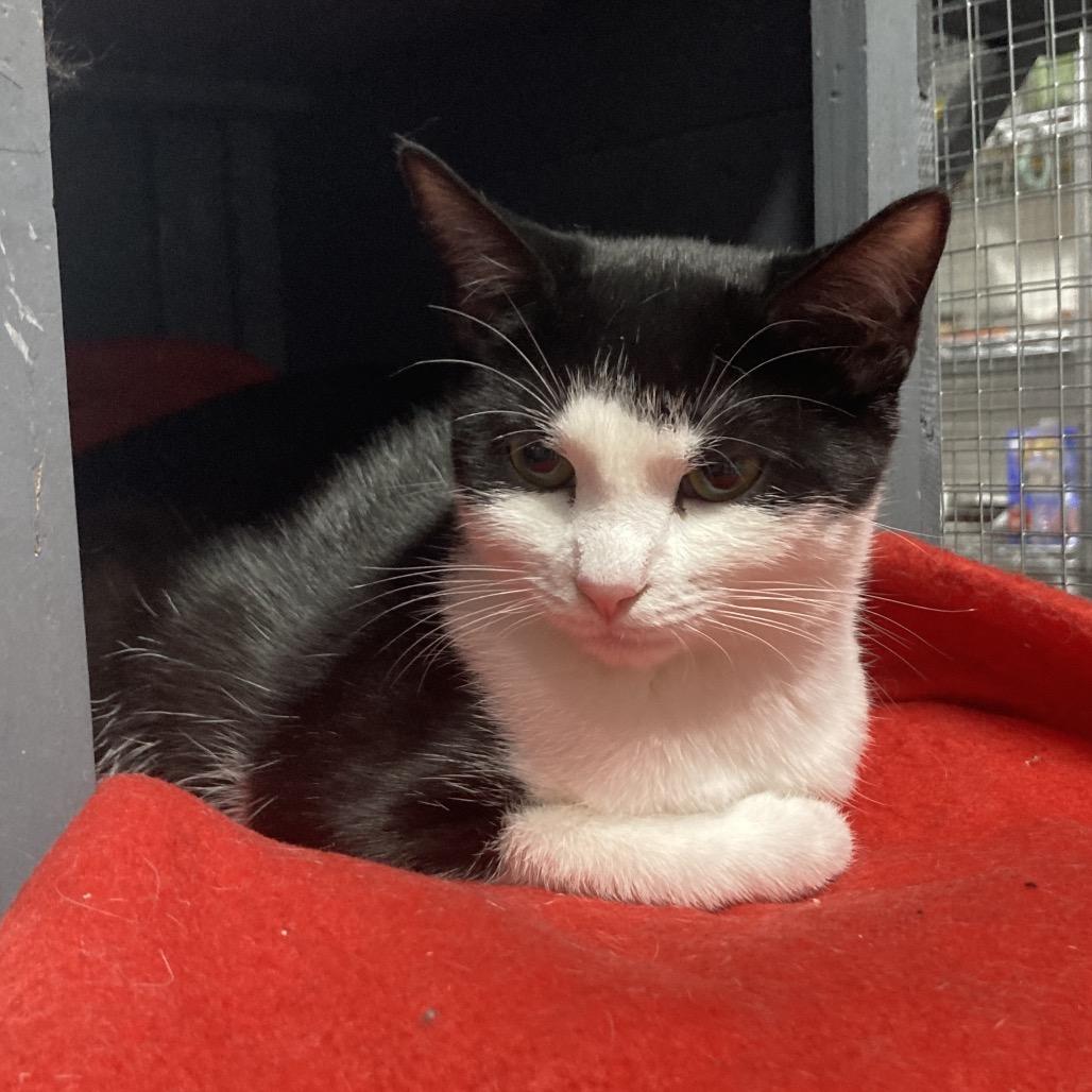 Lexi, Adoptable, Young Female Domestic Short Hair.