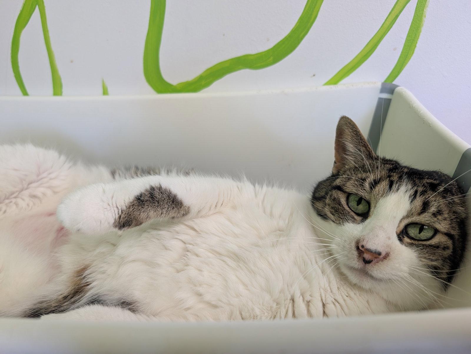 Pitaya, Adoptable, Senior Female Domestic Short Hair.