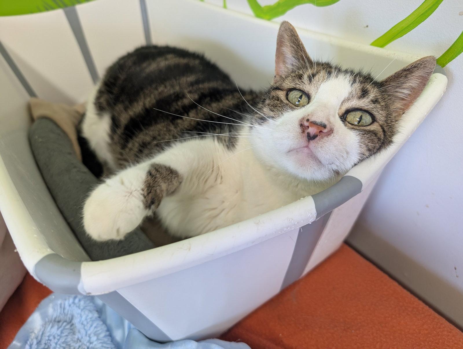 Pitaya, a Adoptable Domestic Short Hair in Montreal, QC image 2/2