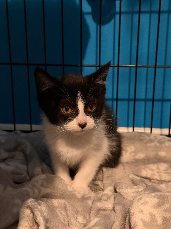 Enlarge Bobber, a Adoptable Domestic Medium Hair in Grand Rapids, MI image 1/2
