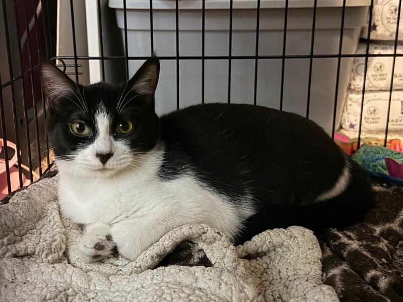 Enlarge Bobber, a Adoptable Domestic Medium Hair in Grand Rapids, MI image 2/2