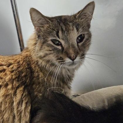 Stella, a Adoptable mixed breed in Verona, WI image 1/3