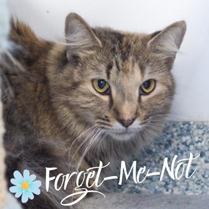 Stella, a Adoptable mixed breed in Verona, WI image 2/3