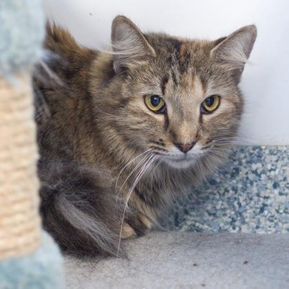 Stella, a Adoptable mixed breed in Verona, WI image 3/3