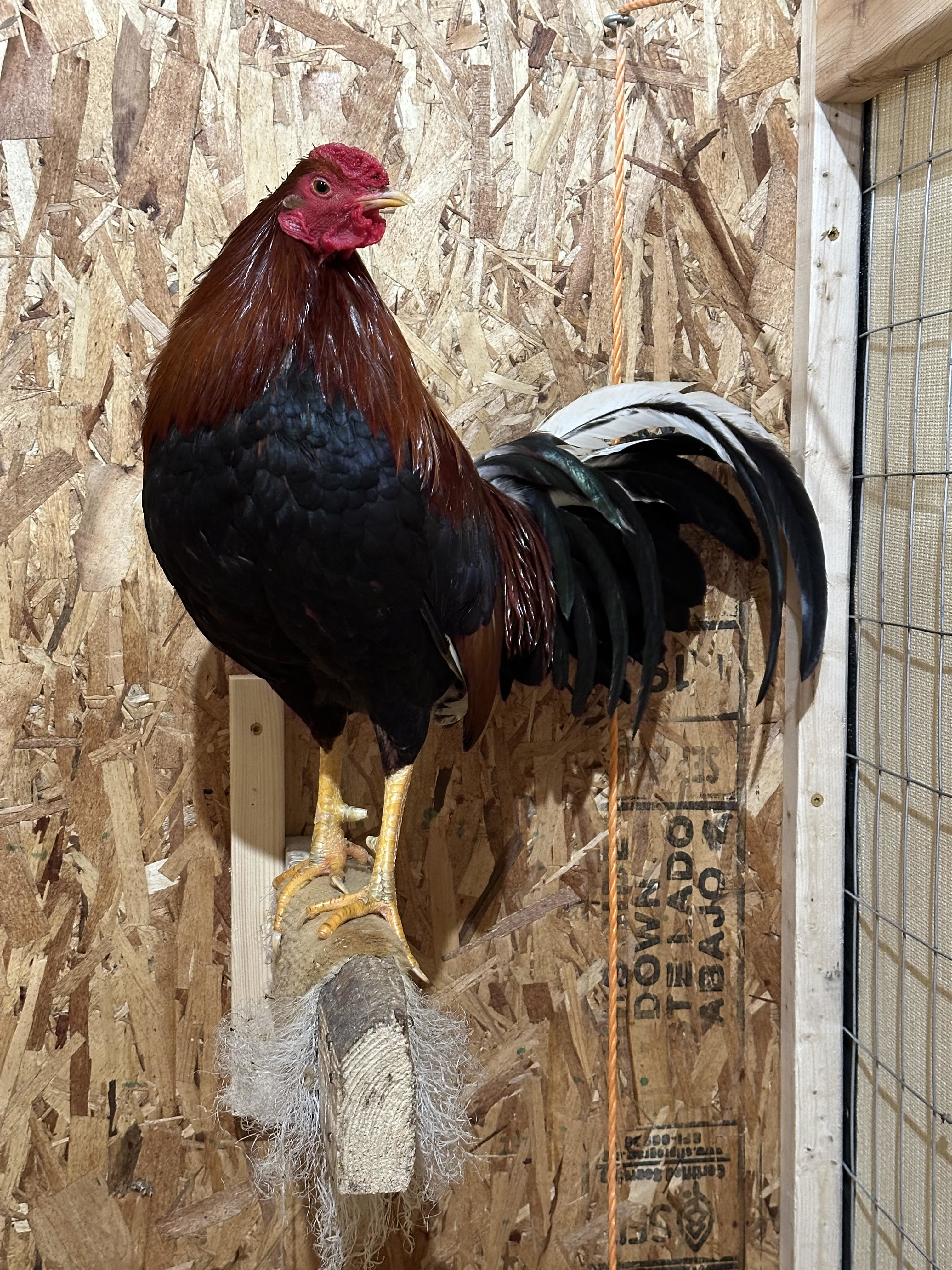 Sergeant, a Adoptable Chicken in Ravenna, OH image 1/2
