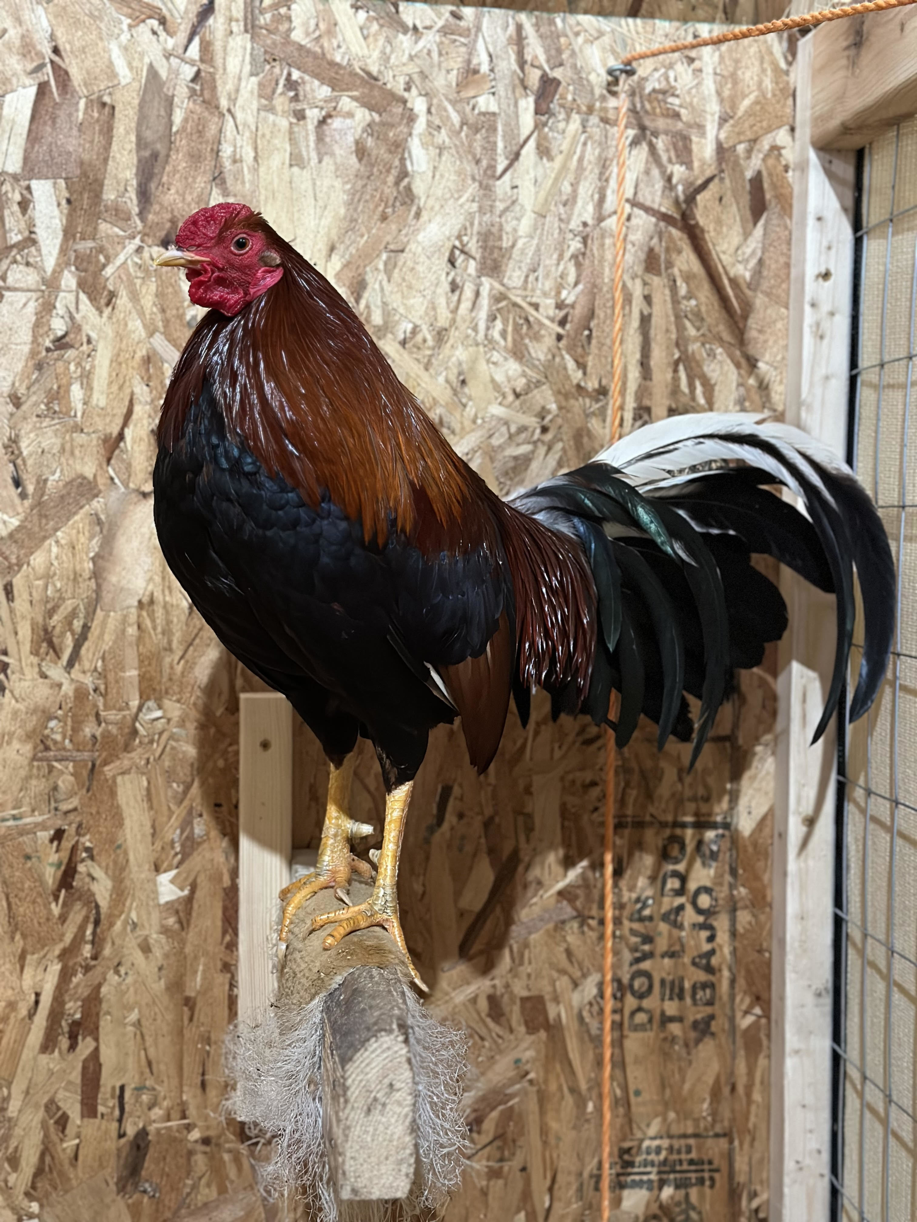Sergeant, a Adoptable Chicken in Ravenna, OH image 2/2