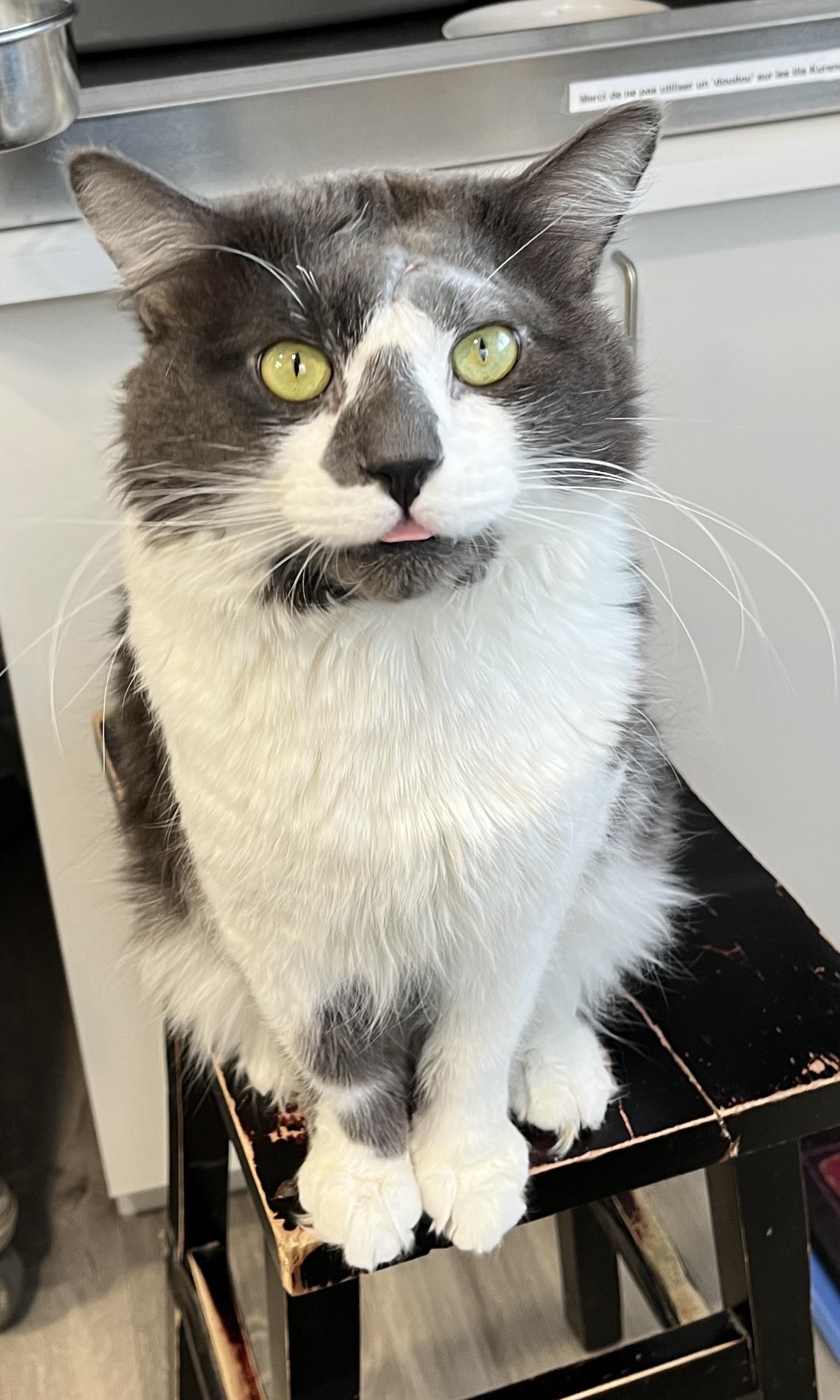 Enlarge LUPIN (CR/SC), a Adoptable Domestic Medium Hair in Sainte-Angele-de-Monnoir, QC image 3/6