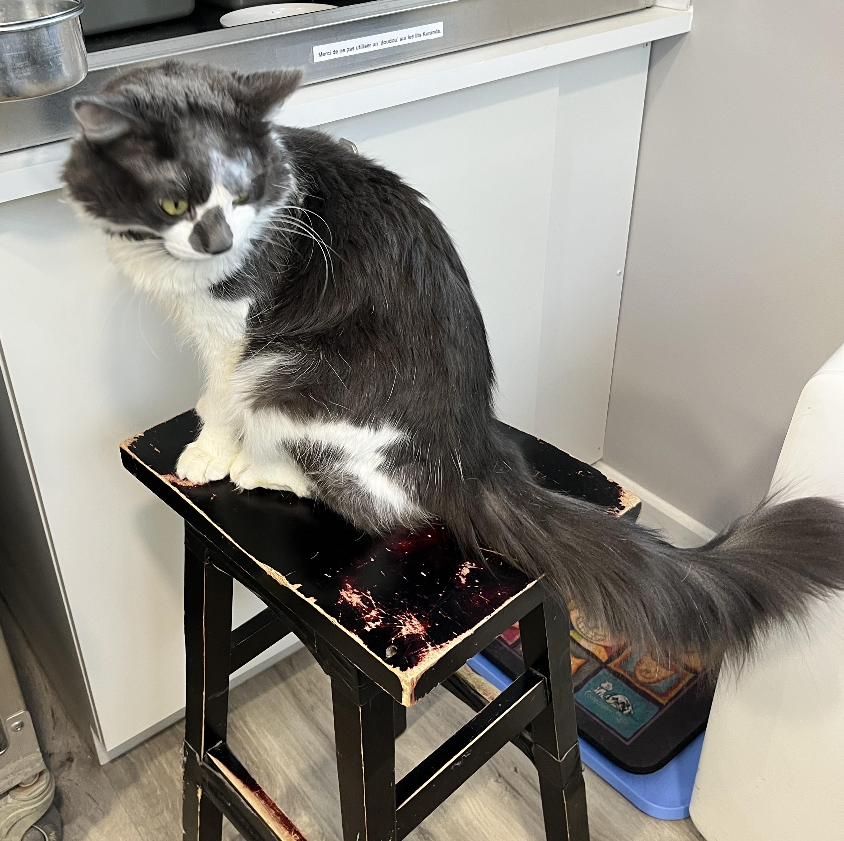 Enlarge LUPIN (CR/SC), a Adoptable Domestic Medium Hair in Sainte-Angele-de-Monnoir, QC image 5/6