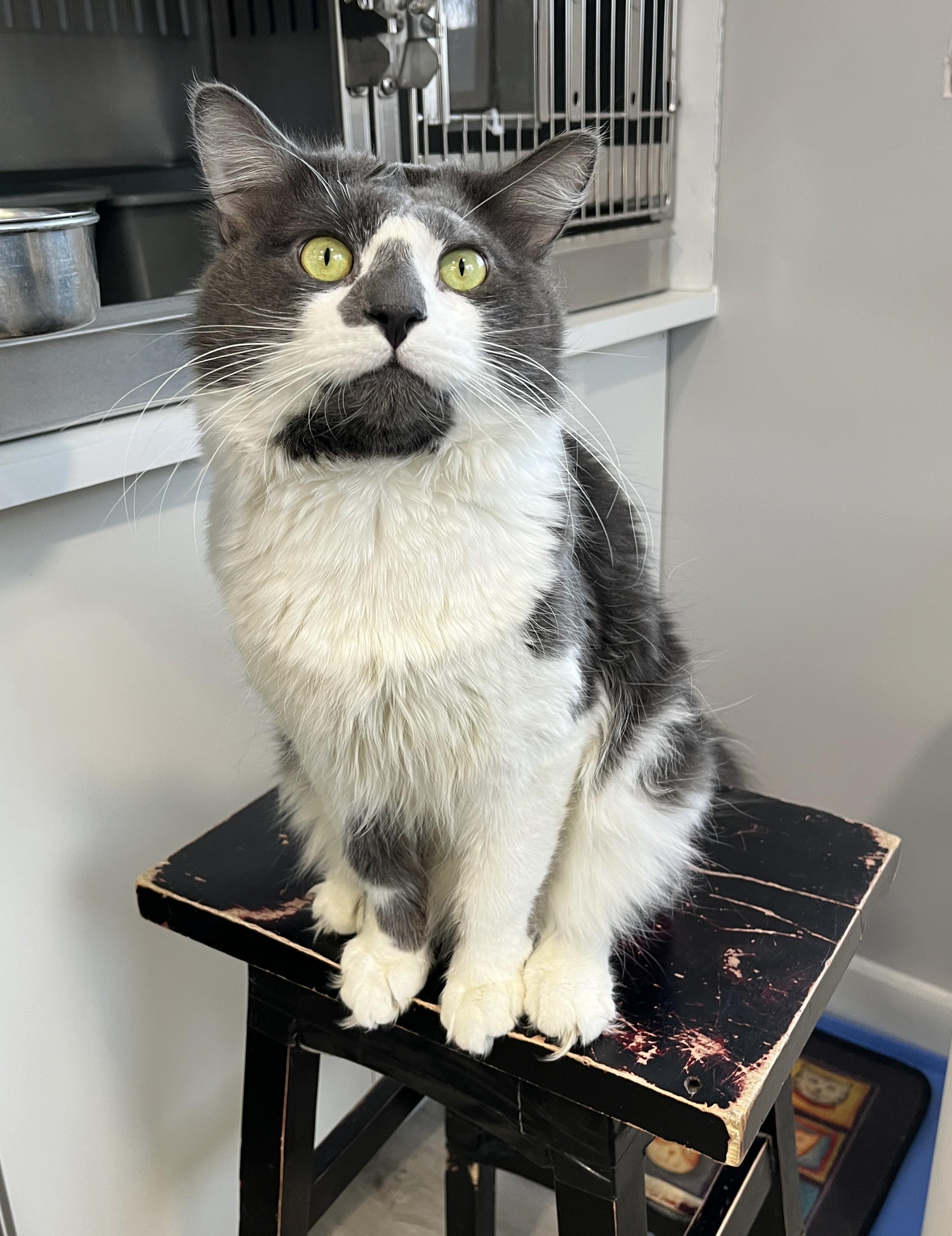 Enlarge LUPIN (CR/SC), a Adoptable Domestic Medium Hair in Sainte-Angele-de-Monnoir, QC image 1/6