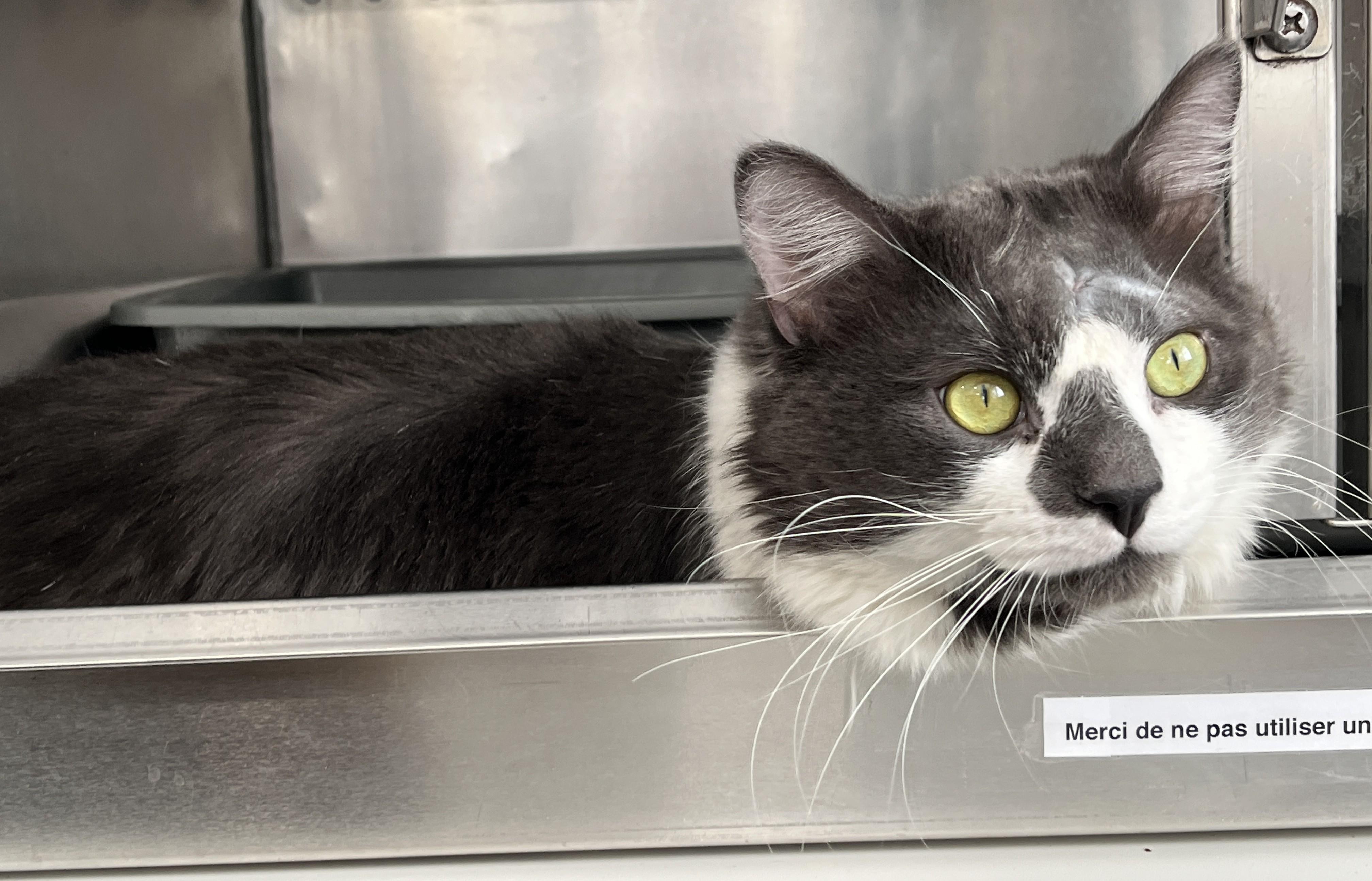 Enlarge LUPIN (CR/SC), a Adoptable Domestic Medium Hair in Sainte-Angele-de-Monnoir, QC image 2/6