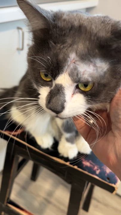 Enlarge LUPIN (CR/SC), a Adoptable Domestic Medium Hair in Sainte-Angele-de-Monnoir, QC video 6/6