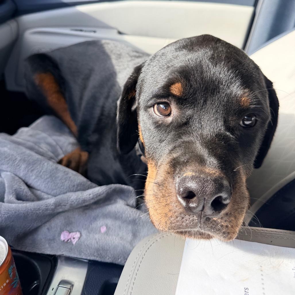 Mickey, Adoptable, Young Male Rottweiler & Mixed Breed.