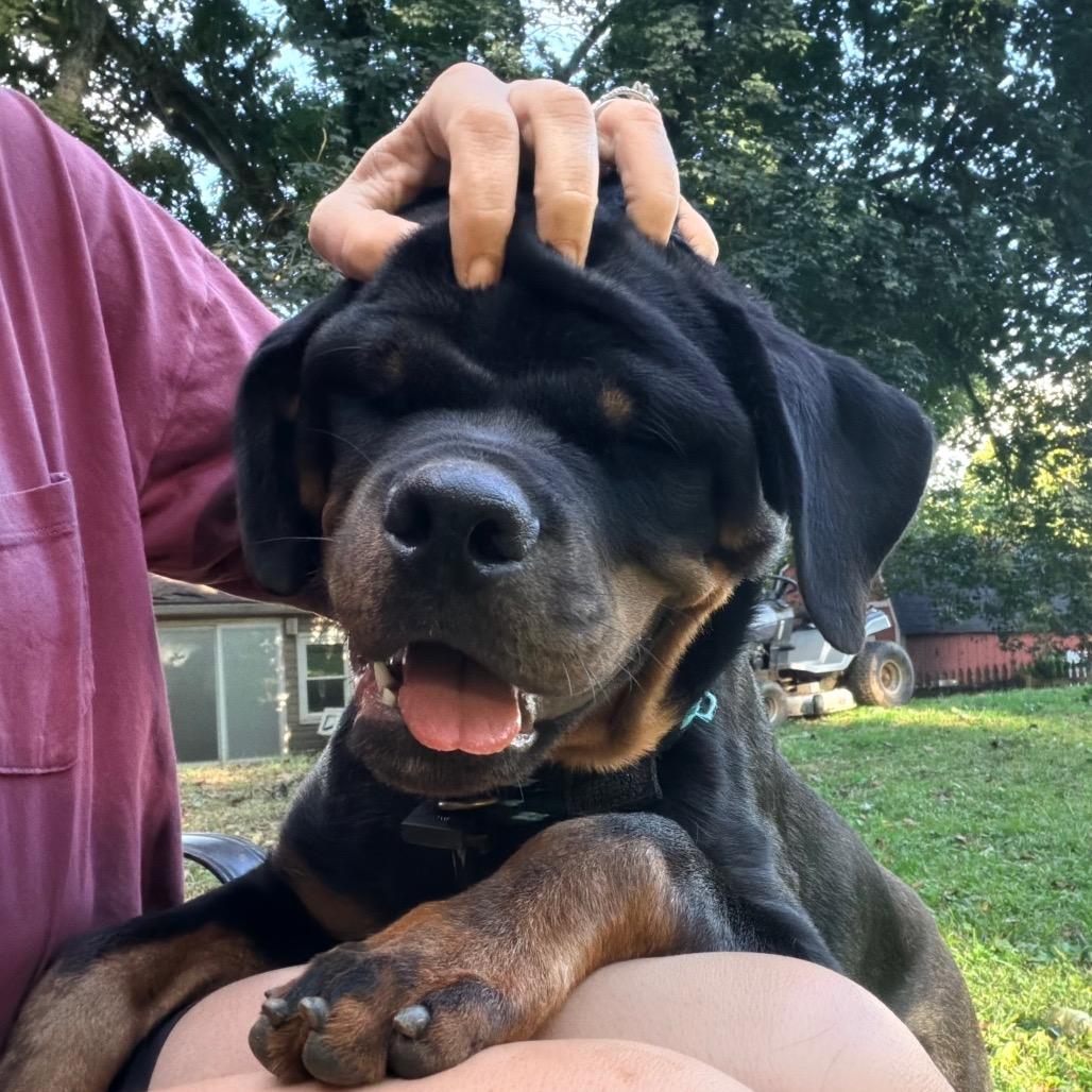 Enlarge Mickey, a Adoptable mixed breed in Jarrettsville, MD image 2/6