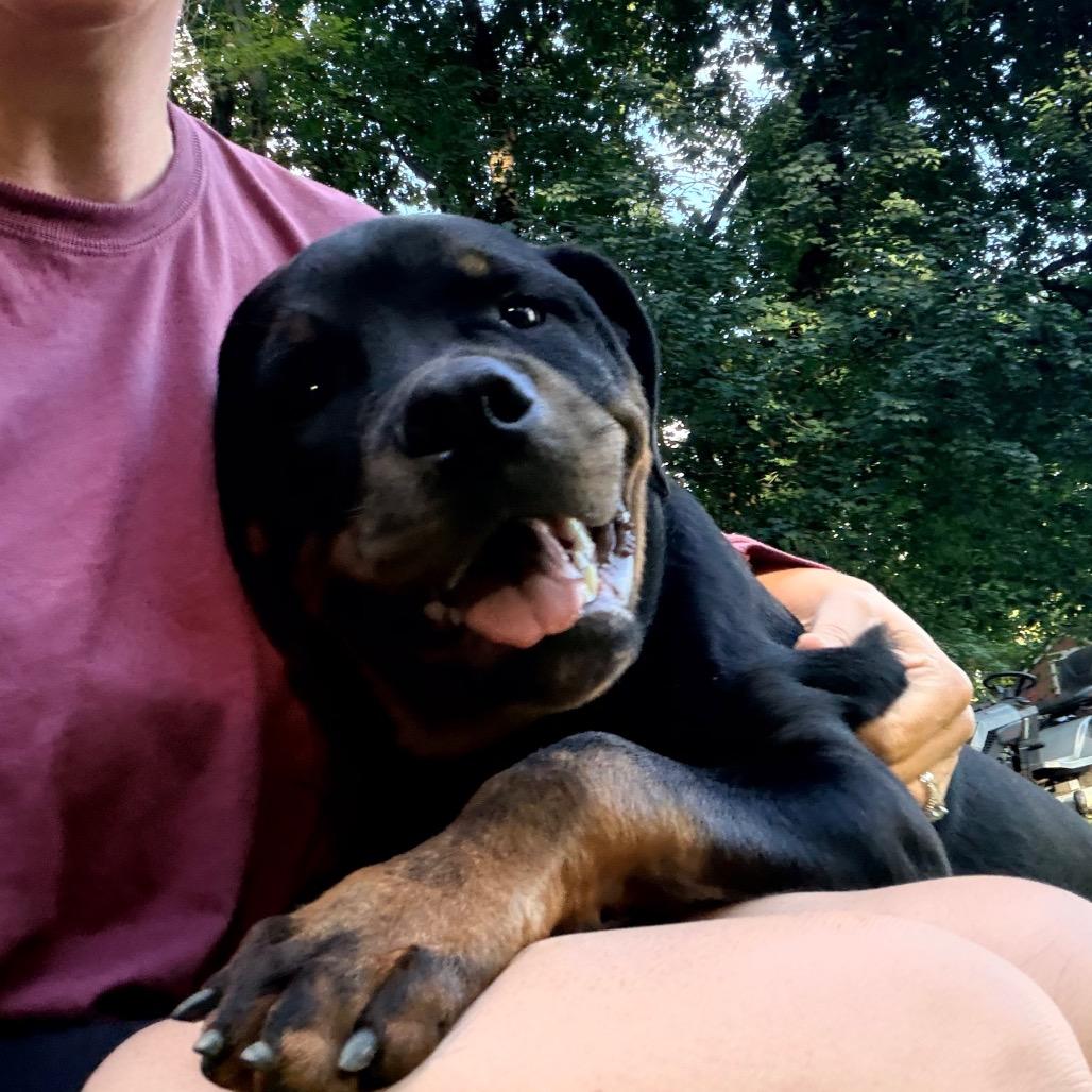 Enlarge Mickey, a Adoptable mixed breed in Jarrettsville, MD image 3/6