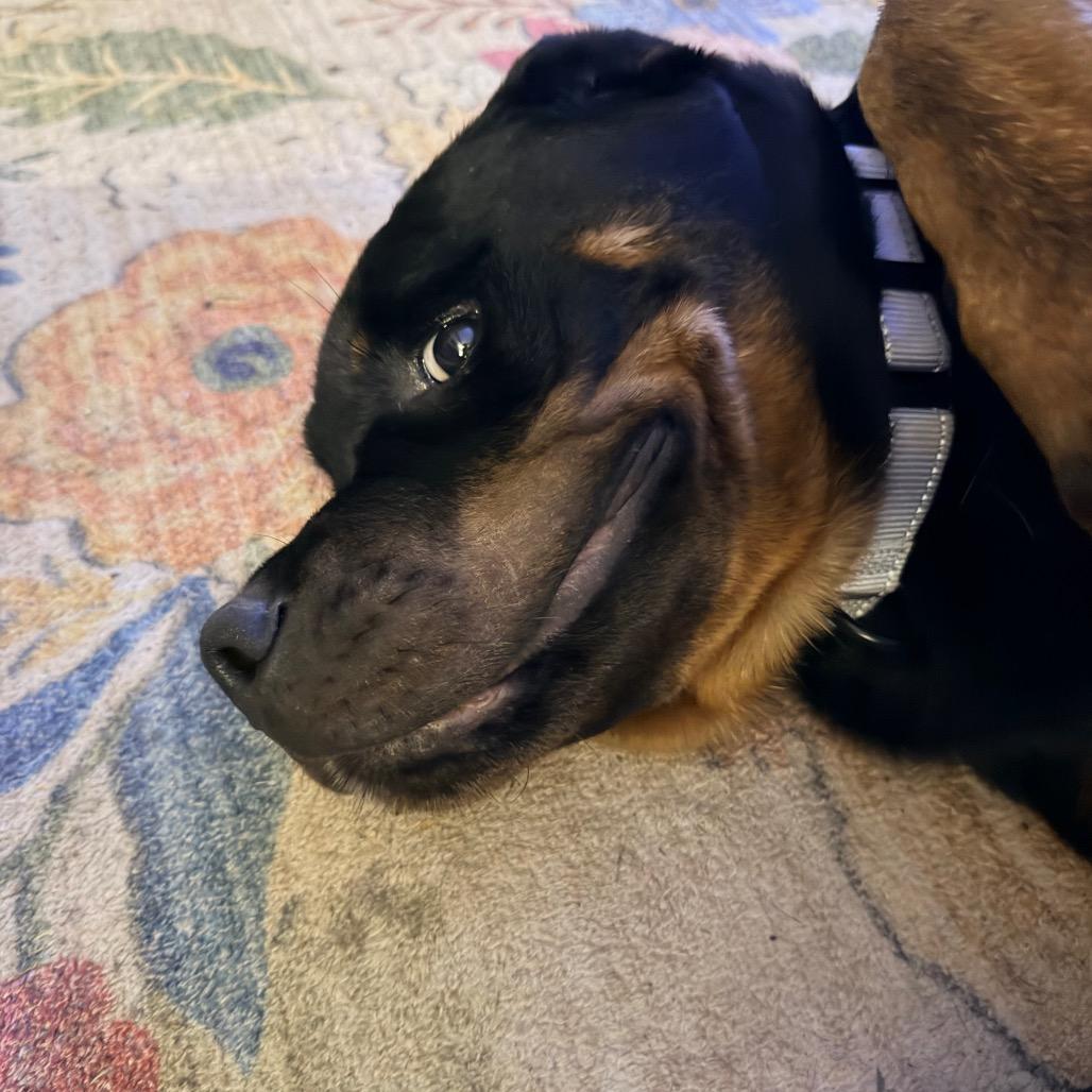 Enlarge Mickey, a Adoptable mixed breed in Jarrettsville, MD image 5/6