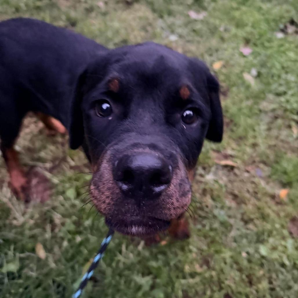 Enlarge Mickey, a Adoptable mixed breed in Jarrettsville, MD image 6/6