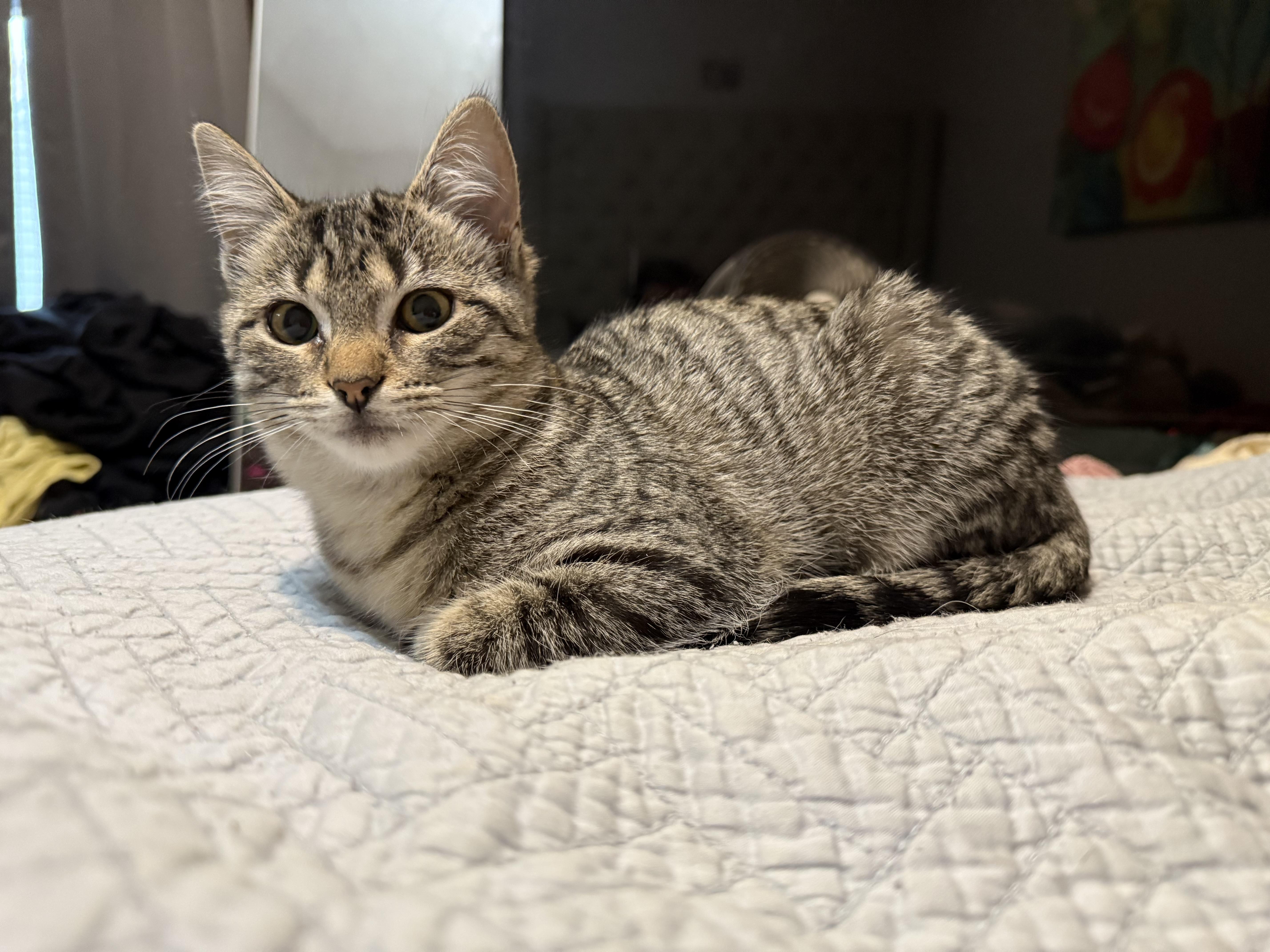 Chai, a Adoptable Tabby in Grand Haven, MI image 1/6