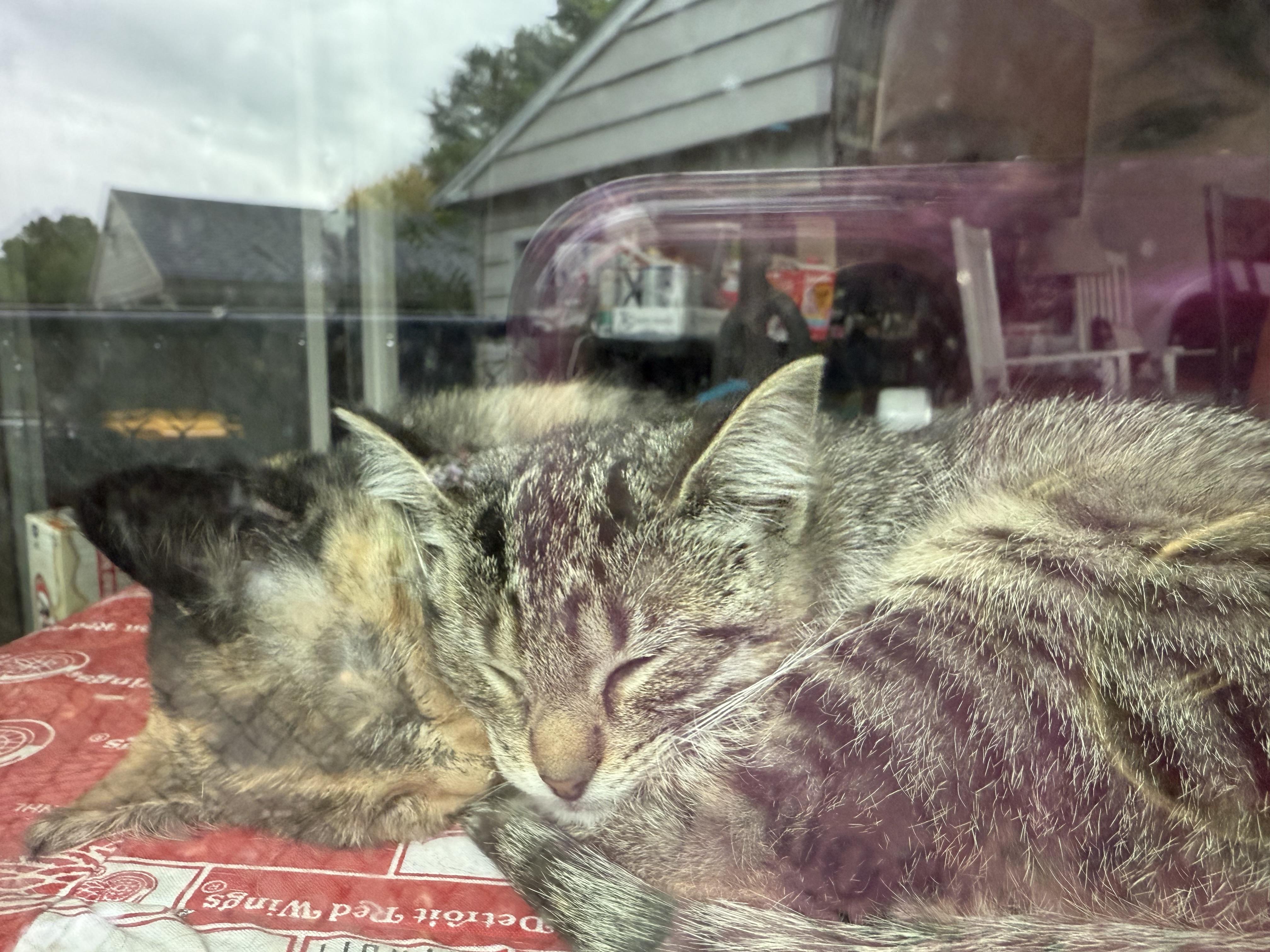 Chai, a Adoptable Tabby in Grand Haven, MI image 3/6