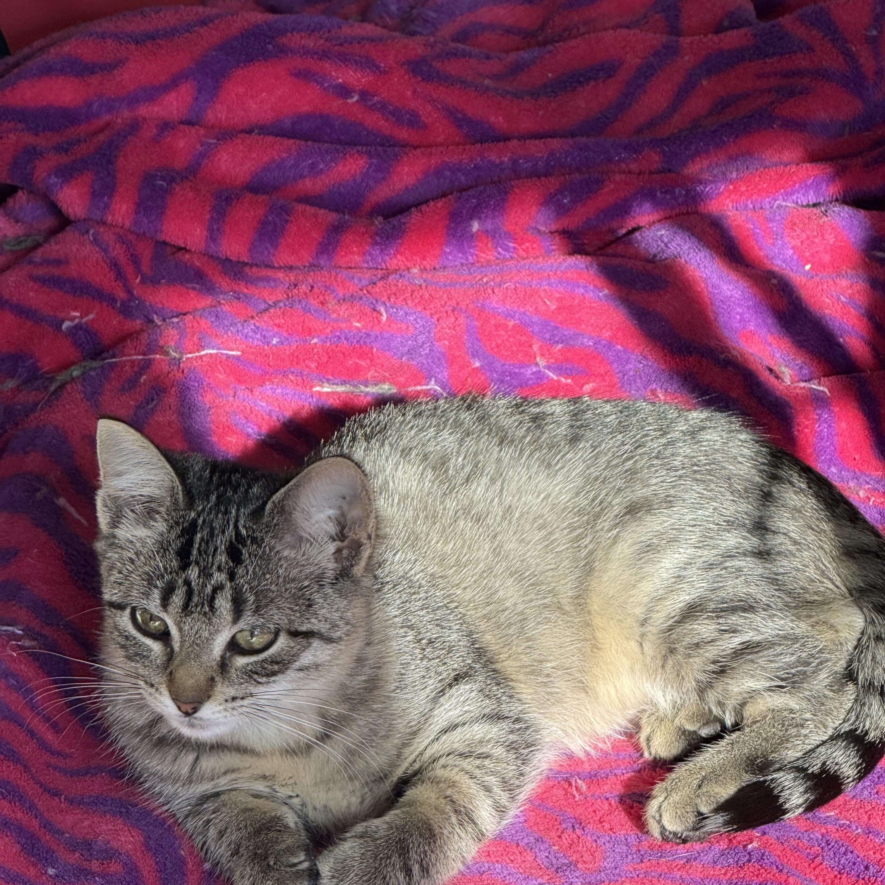 Chai, a Adoptable Tabby in Grand Haven, MI image 6/6