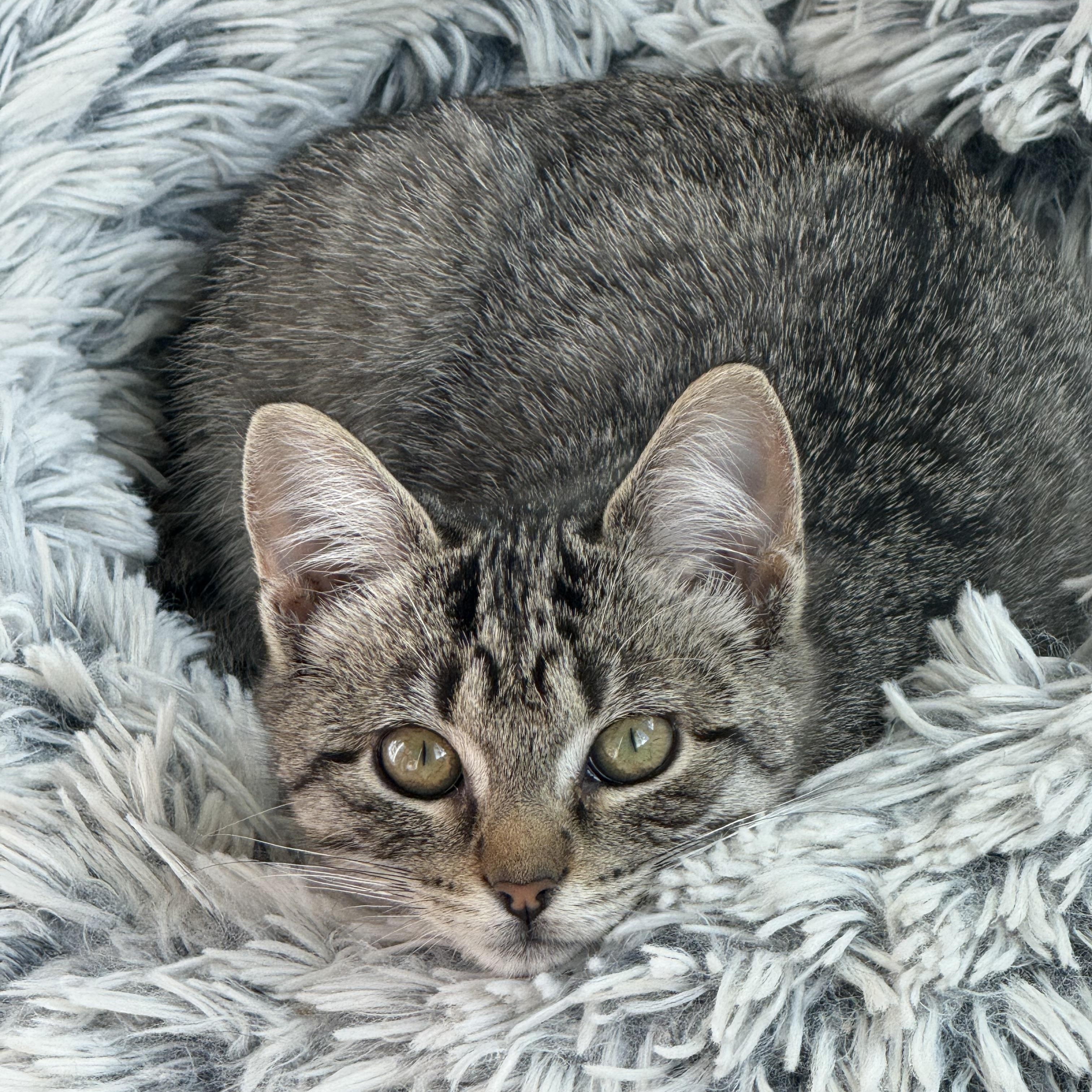 Chai, a Adoptable Tabby in Grand Haven, MI image 2/6