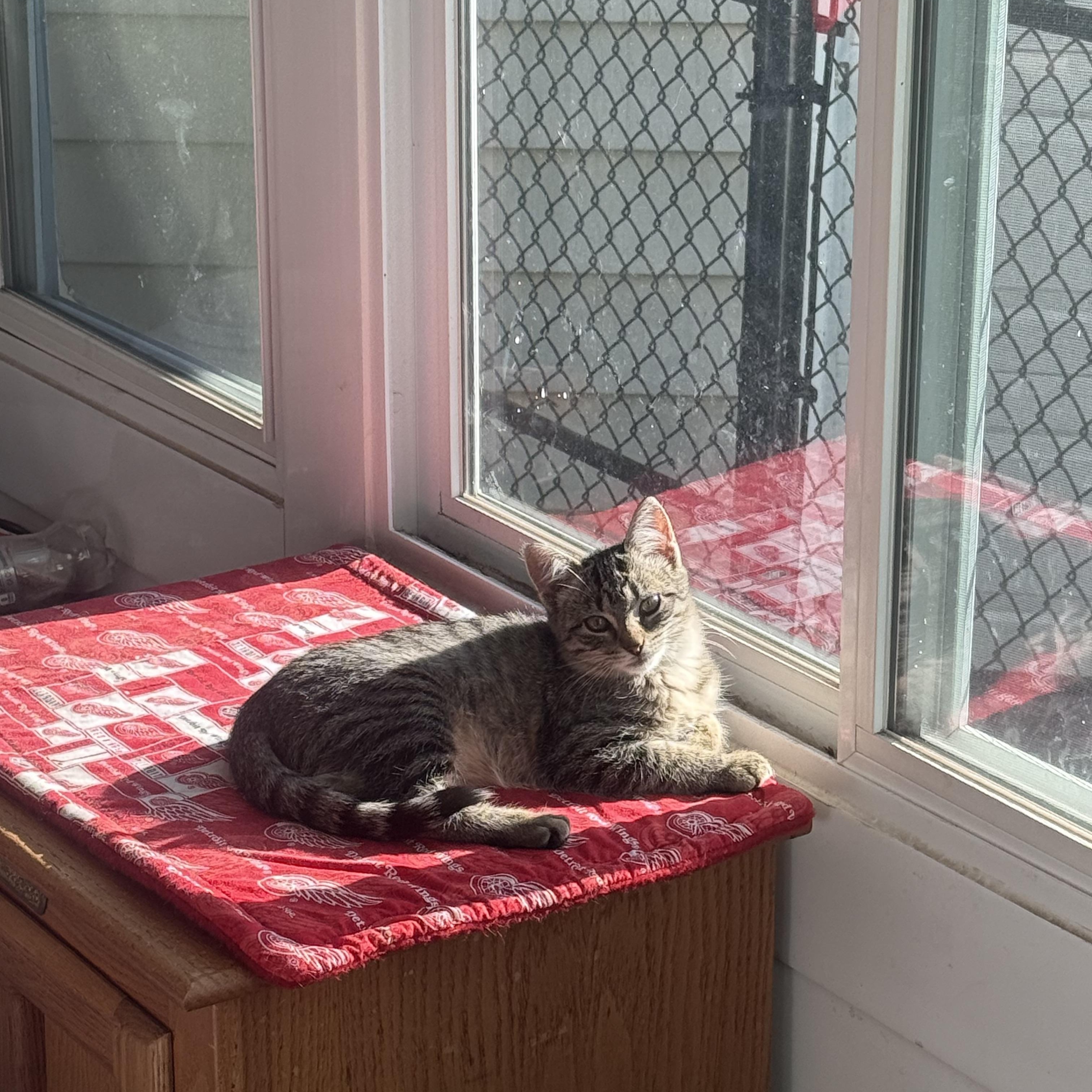 Chai, a Adoptable Tabby in Grand Haven, MI image 5/6