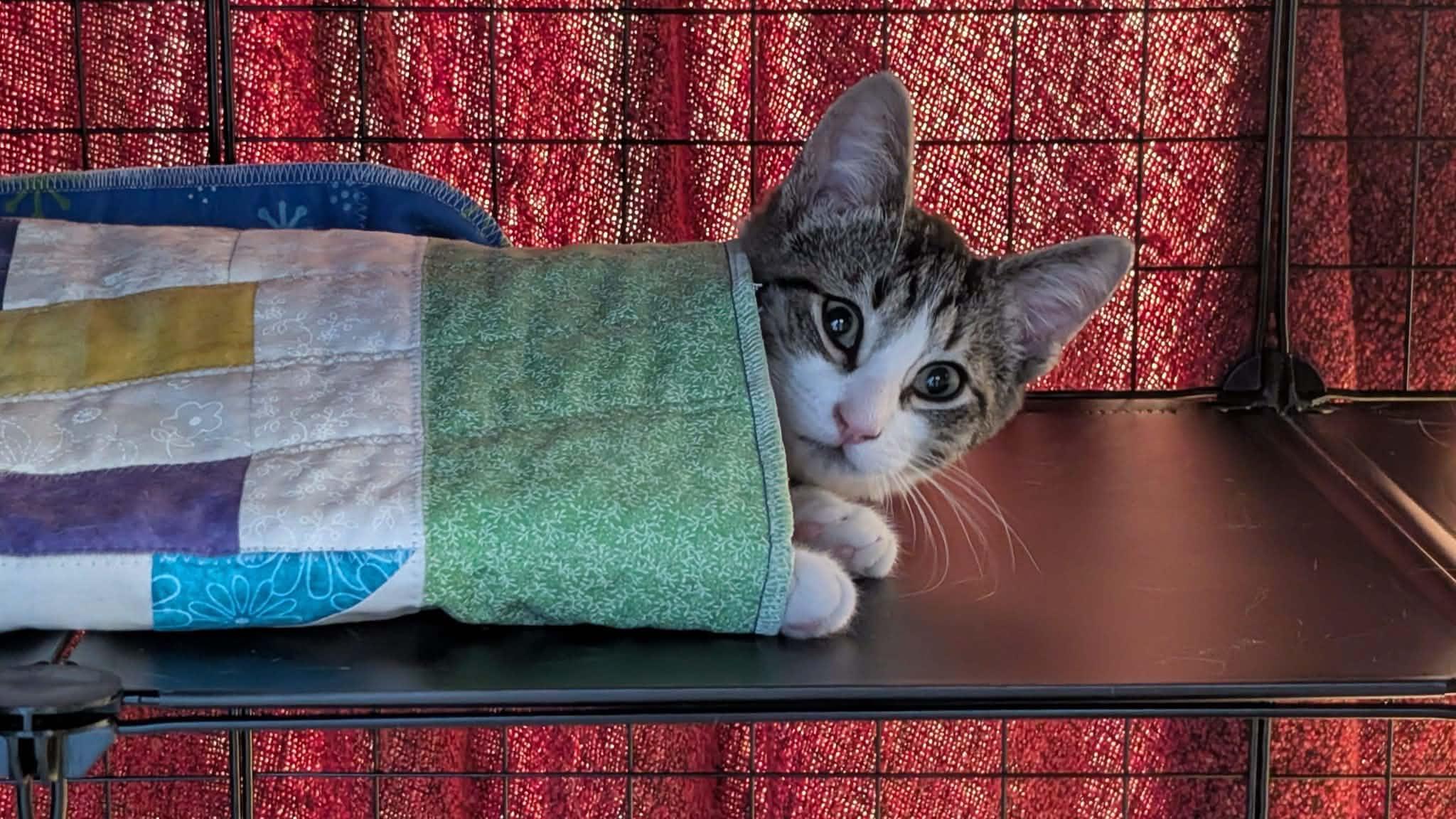 Remy, an adoptable Domestic Short Hair in Wakefield, QC image 2/2