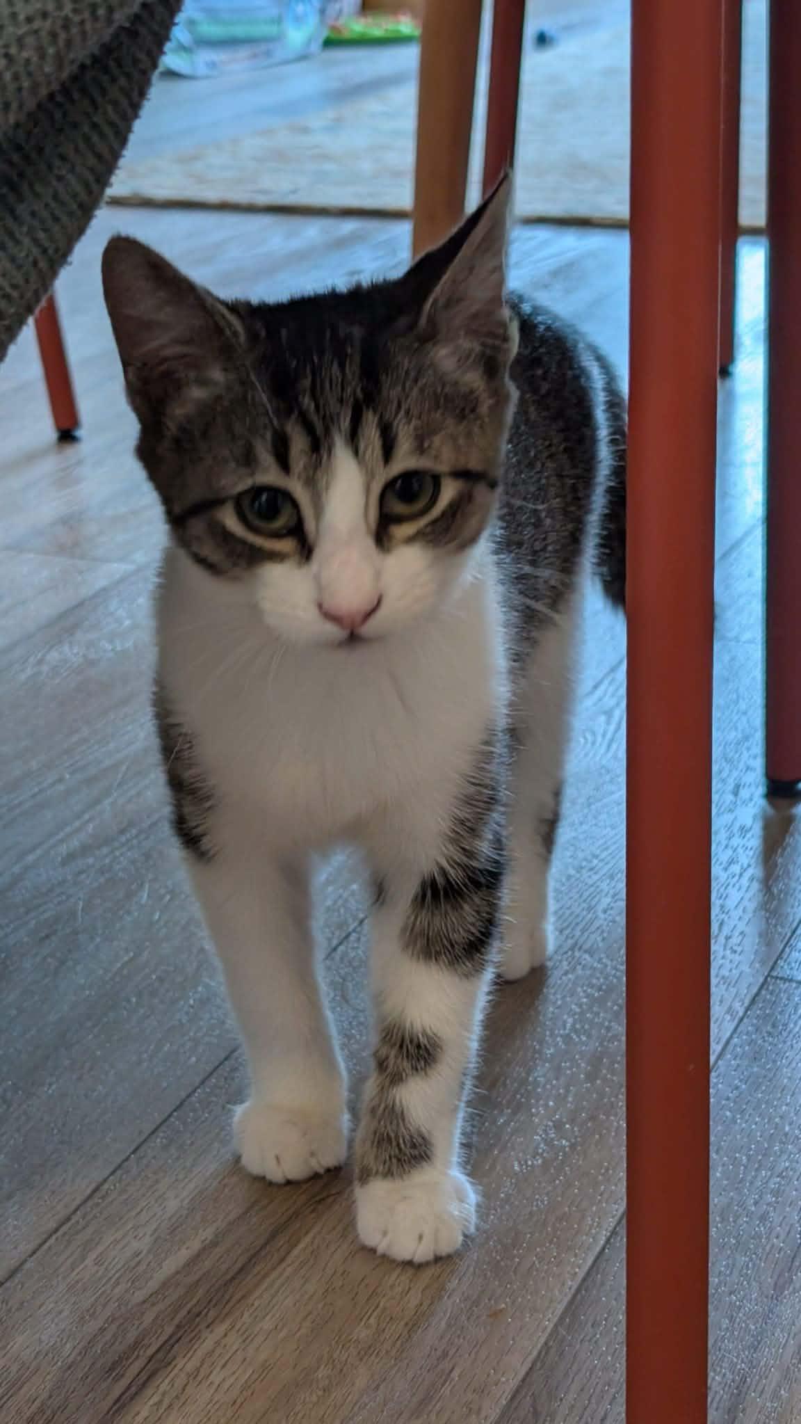 Remy, adoptable, Kitten Male Domestic Short Hair.