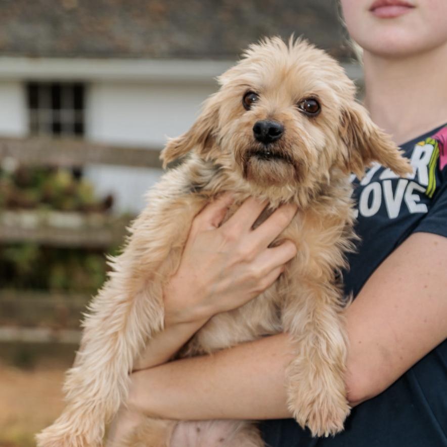 Persimmon, adopted, Young Female Yorkie Poo.