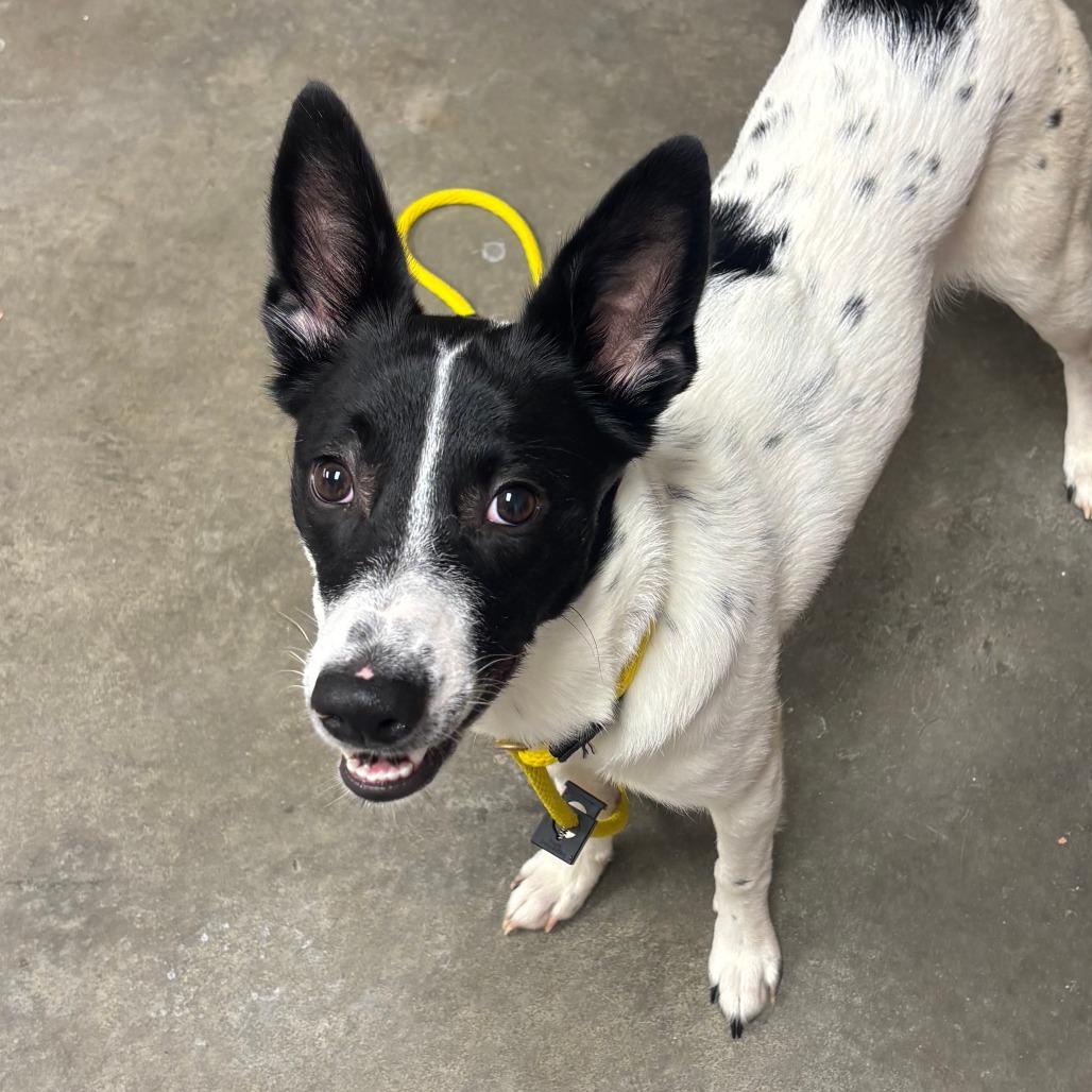 Cardi, Adoptable, Young Female Border Collie & Cattle Dog.