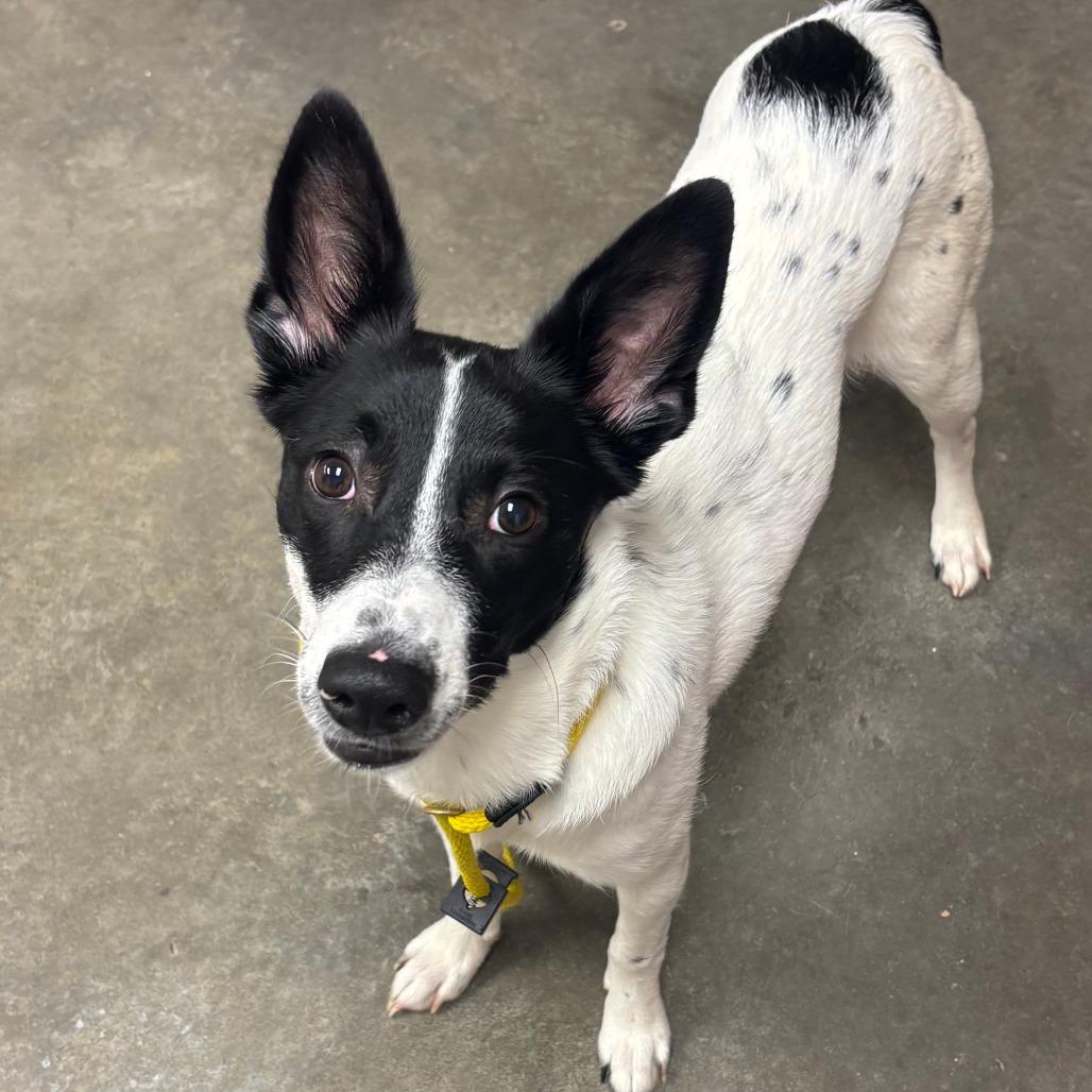 Enlarge Cardi, a Adoptable mixed breed in Manhattan, KS image 2/6