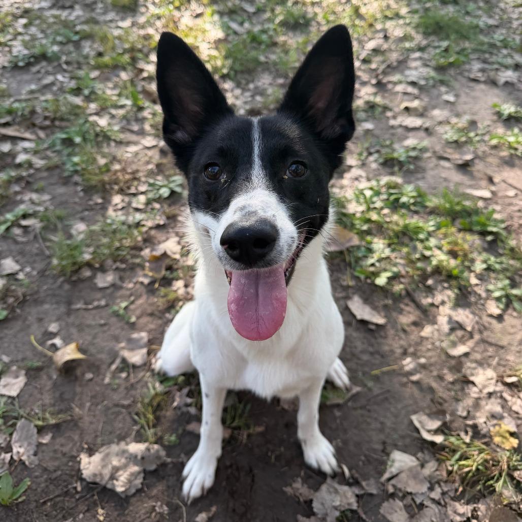 Enlarge Cardi, a Adoptable mixed breed in Manhattan, KS image 3/6
