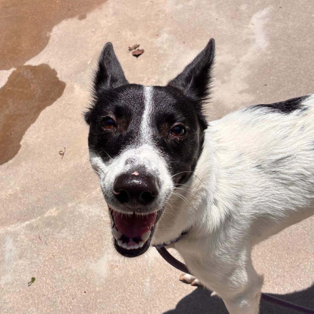 Enlarge Cardi, a Adoptable mixed breed in Manhattan, KS image 3/6