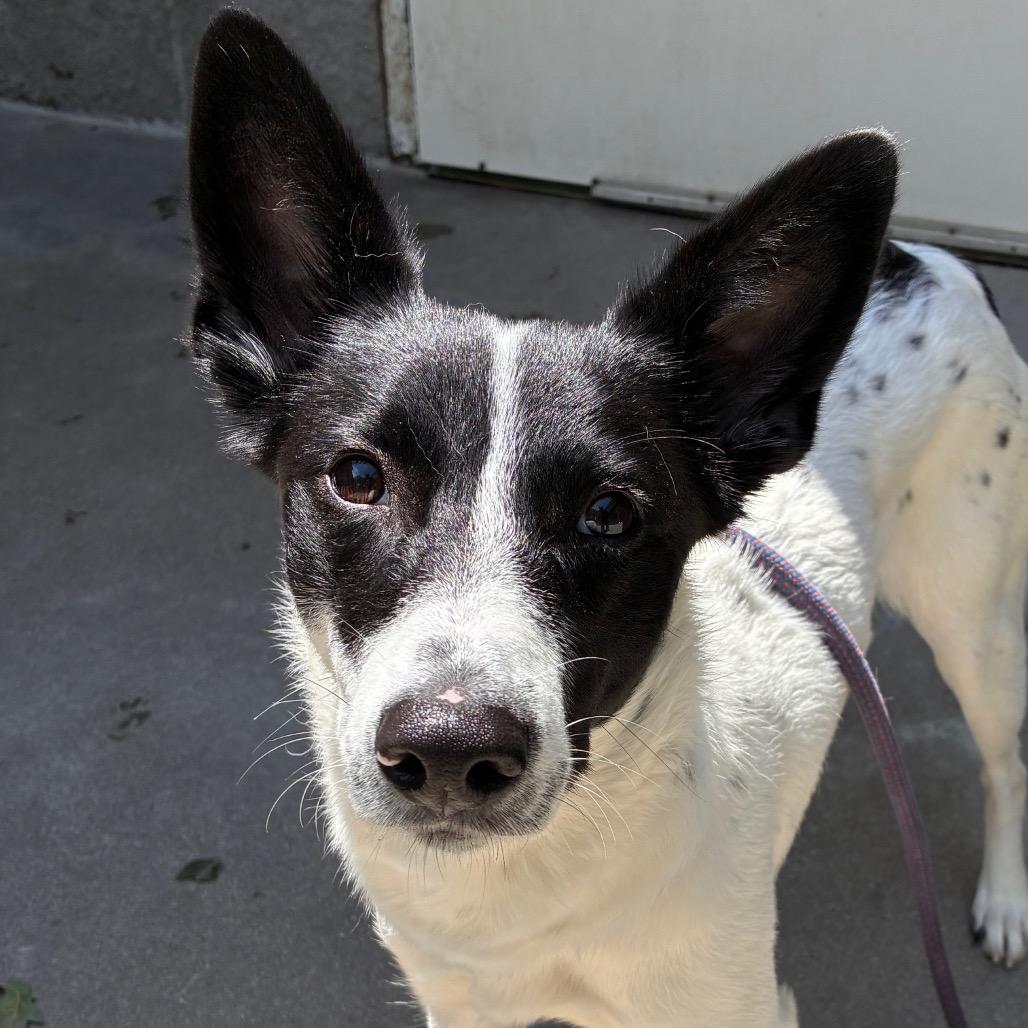 Enlarge Cardi, a Adoptable mixed breed in Manhattan, KS image 4/6