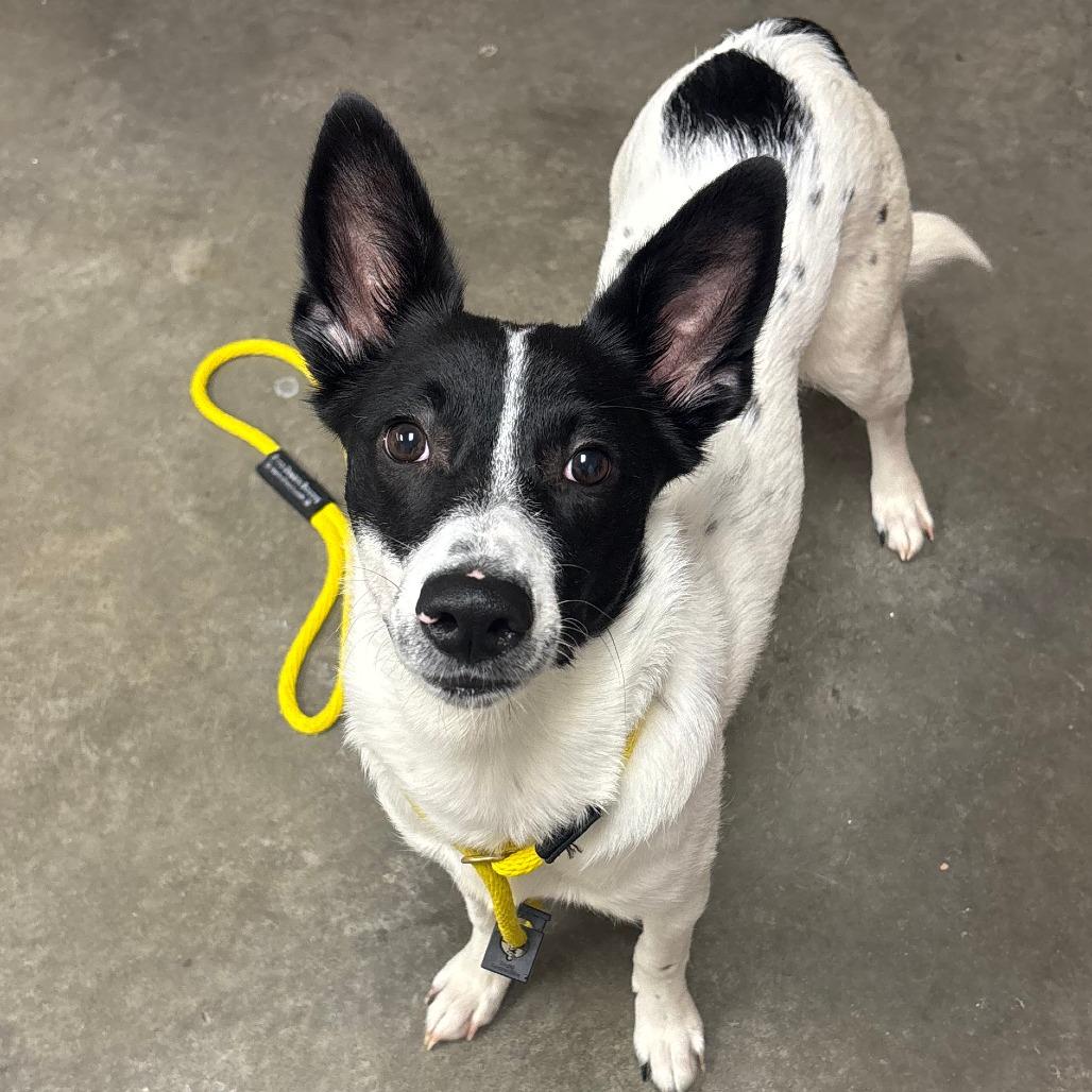 Enlarge Cardi, a Adoptable mixed breed in Manhattan, KS image 5/6