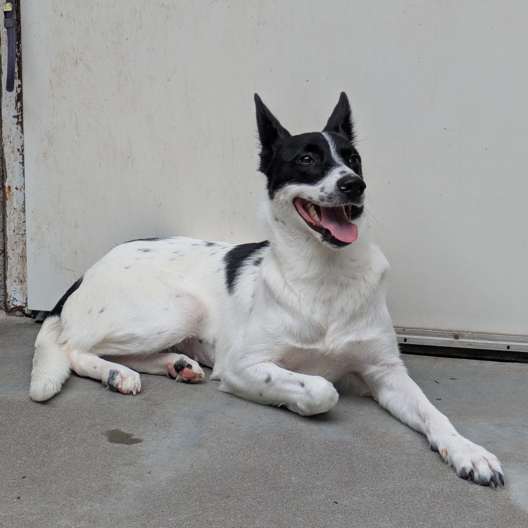 Enlarge Cardi, a Adoptable mixed breed in Manhattan, KS image 6/6