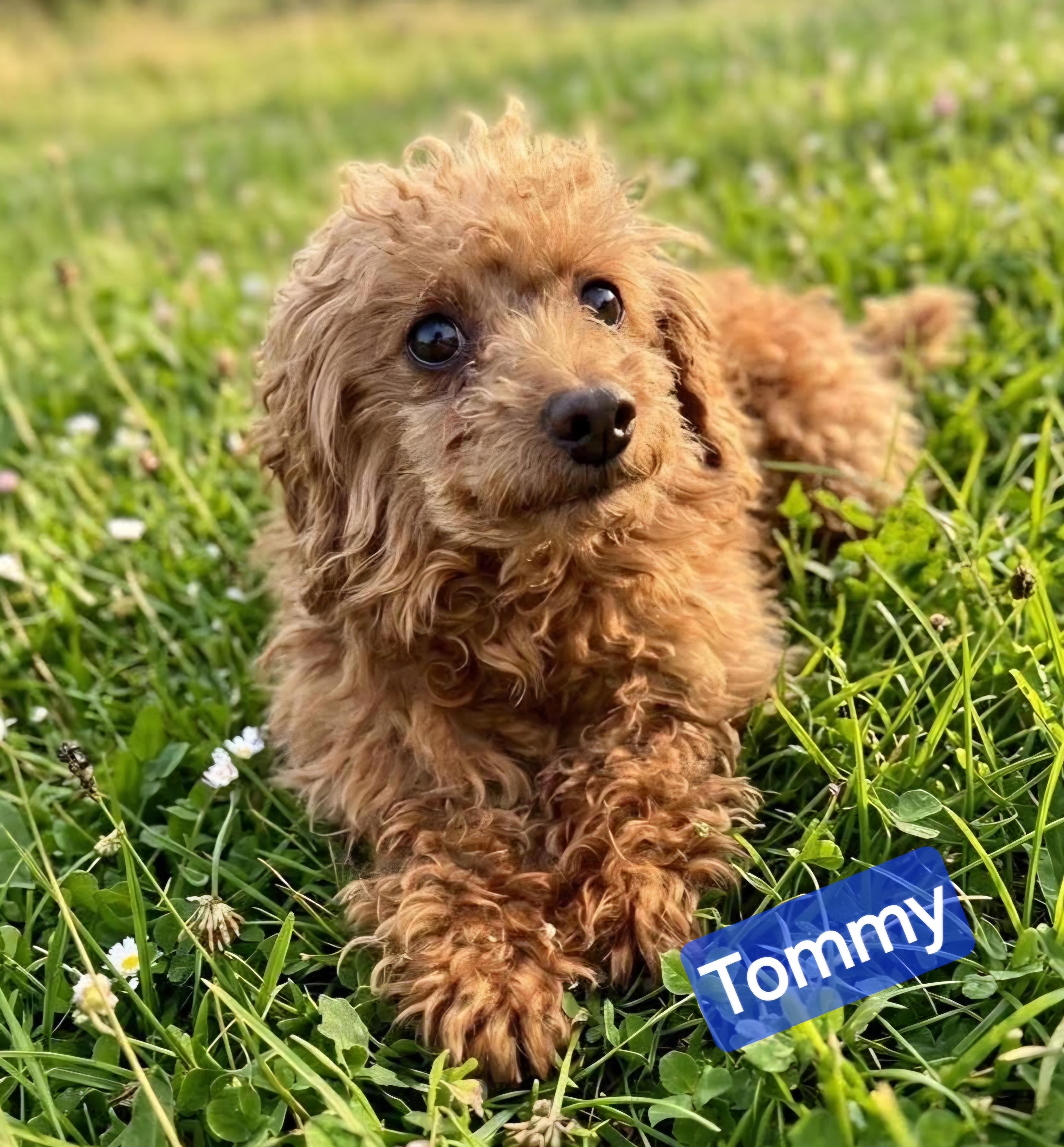 Enlarge Tommy, a ADOPTABLE Miniature Poodle in Wheelersburg, OH image 3/4