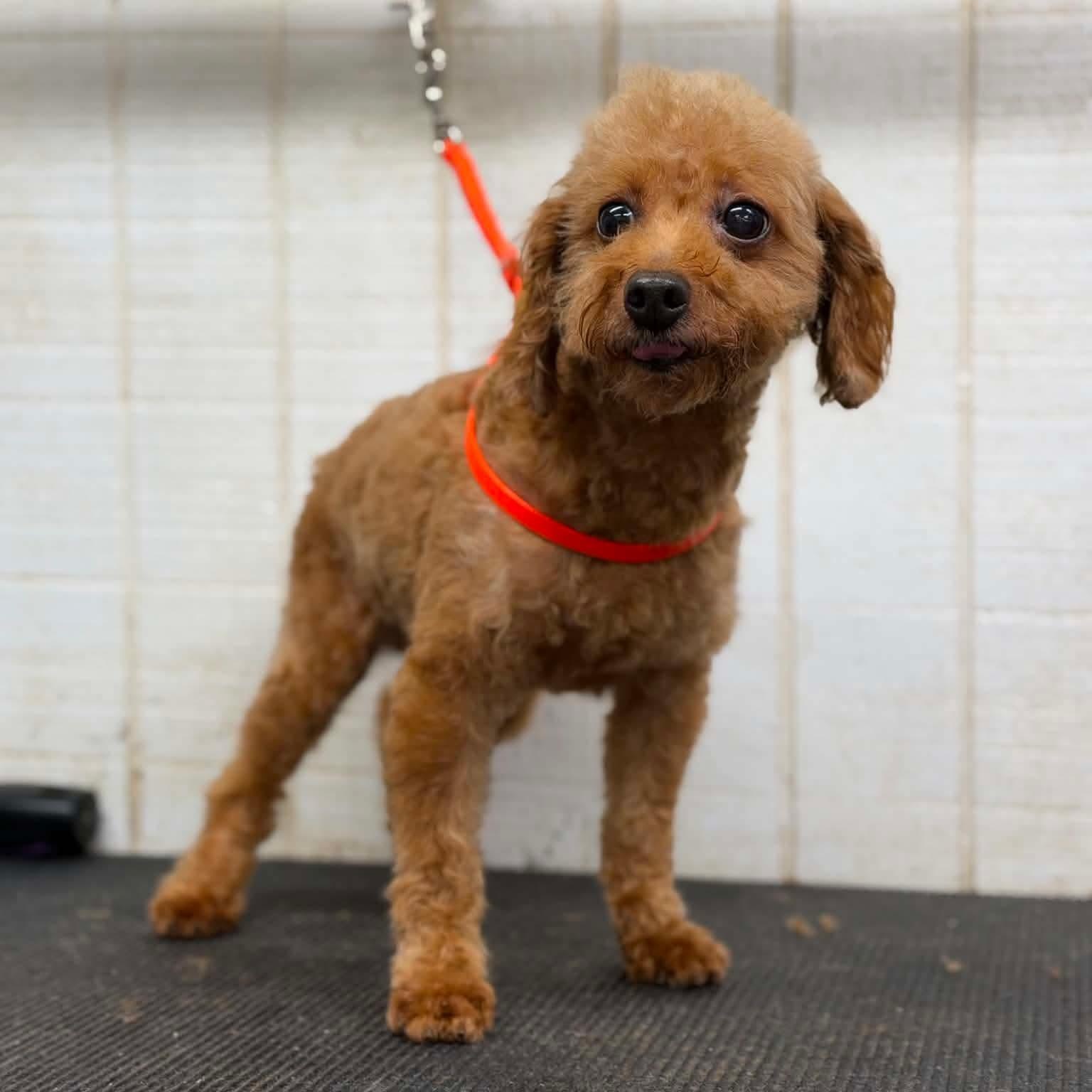 Enlarge Tommy, a ADOPTABLE Miniature Poodle in Wheelersburg, OH image 2/4