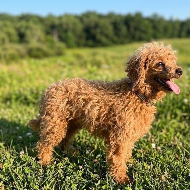 Enlarge Tommy, a ADOPTABLE Miniature Poodle in Wheelersburg, OH image 4/4