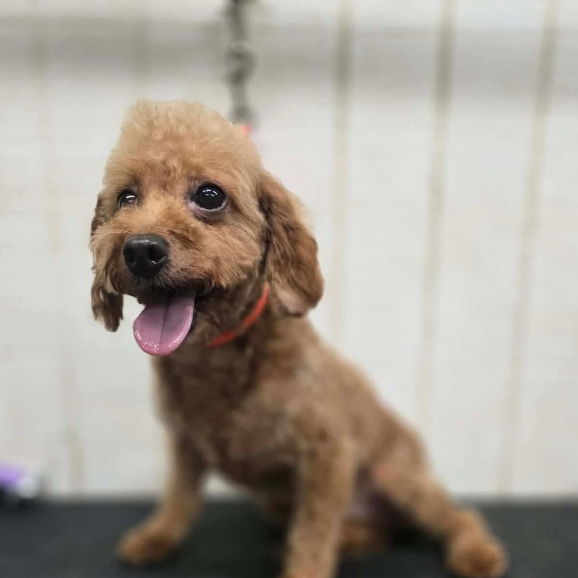 Tommy, ADOPTABLE, Adult Male Miniature Poodle.