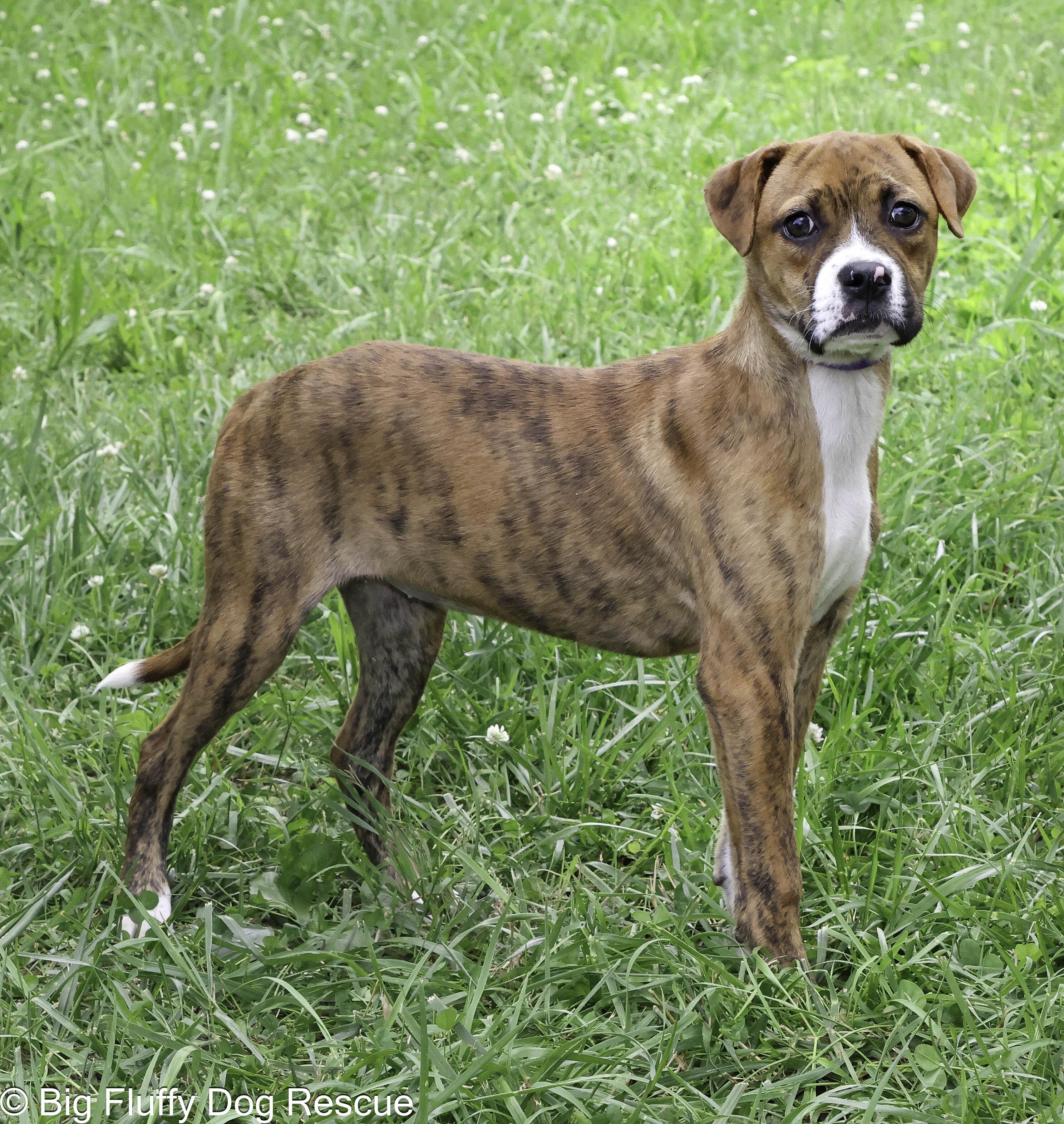 Enlarge Glitch, an adopted mixed breed in Harrisburg, PA image 2/3