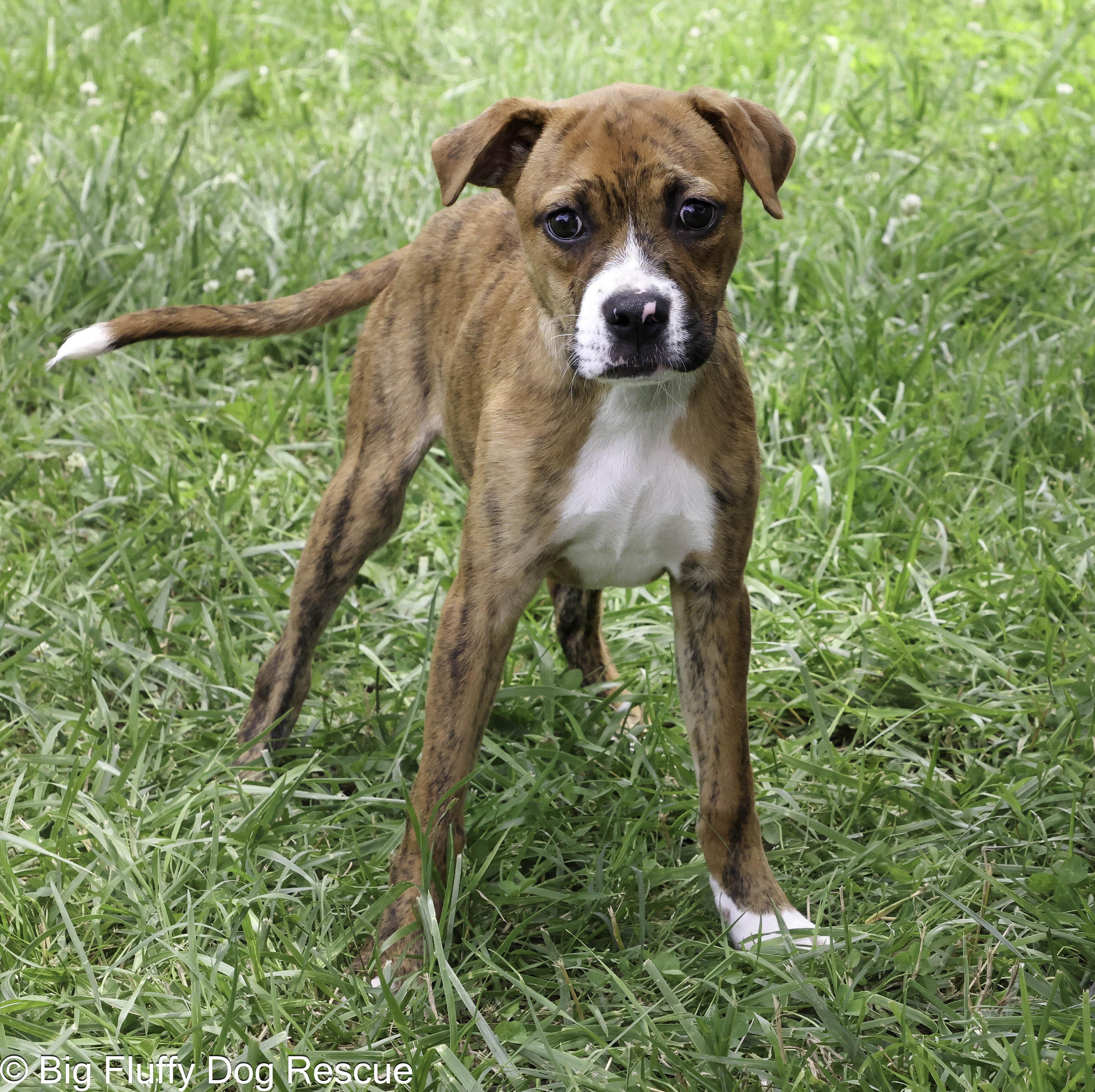 Enlarge Glitch, an adopted mixed breed in Harrisburg, PA image 3/3
