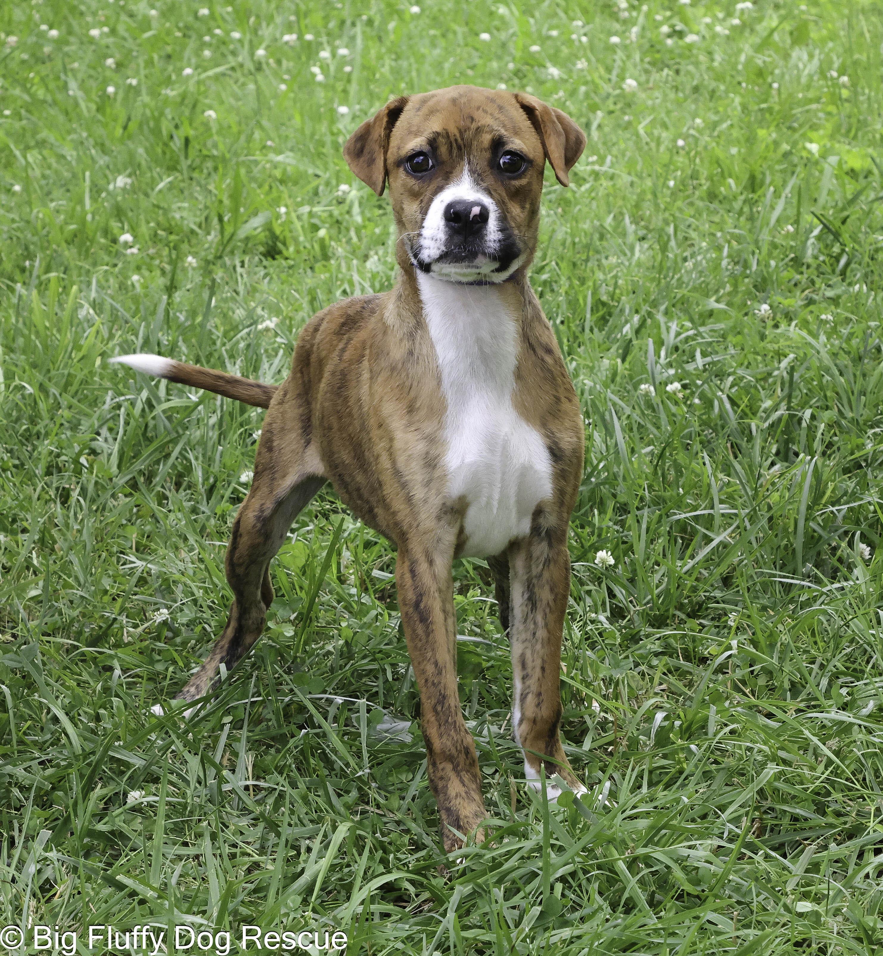Enlarge Glitch, an adopted mixed breed in Harrisburg, PA image 1/3